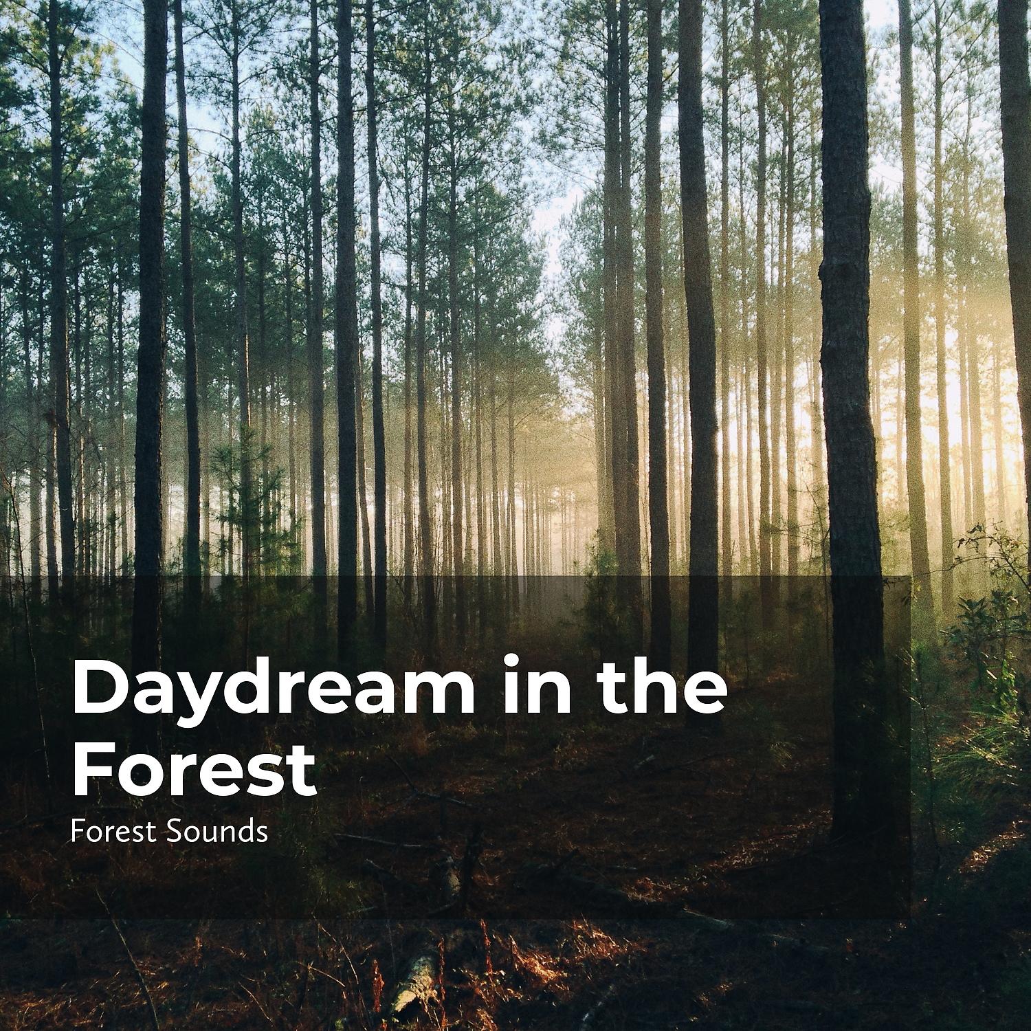 Постер альбома Daydream in the Forest