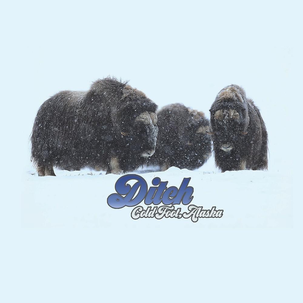 Постер альбома Coldfoot, Alaska