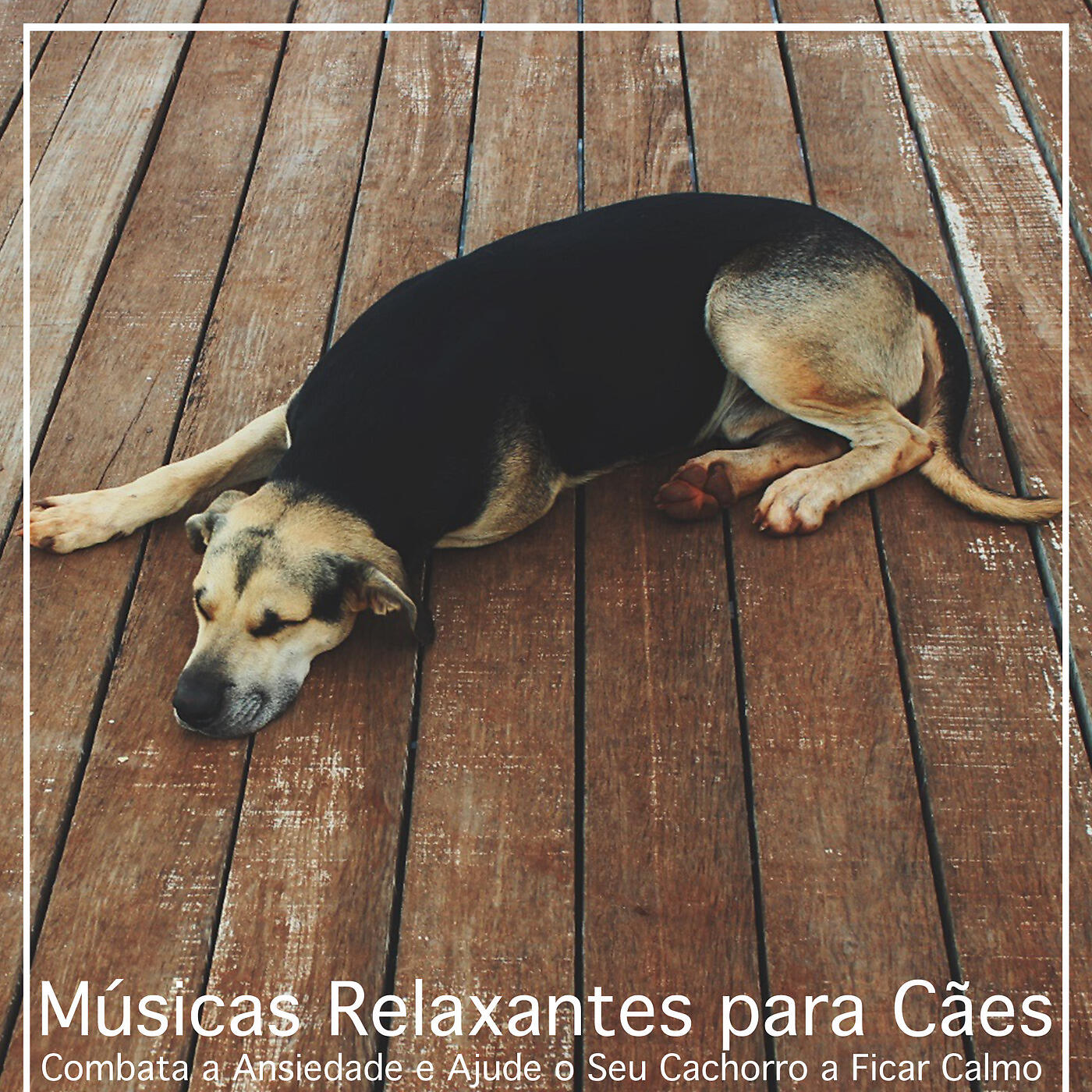 RelaxMyDog - Adeus Ansiedade