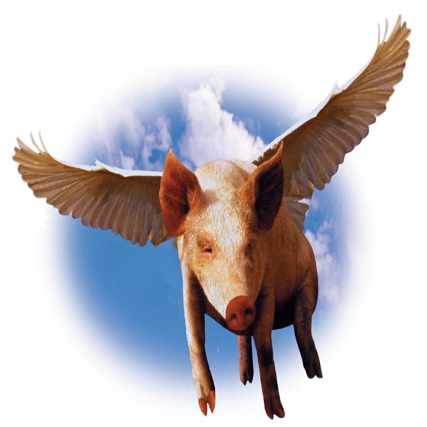 Постер альбома Pigs Can Fly