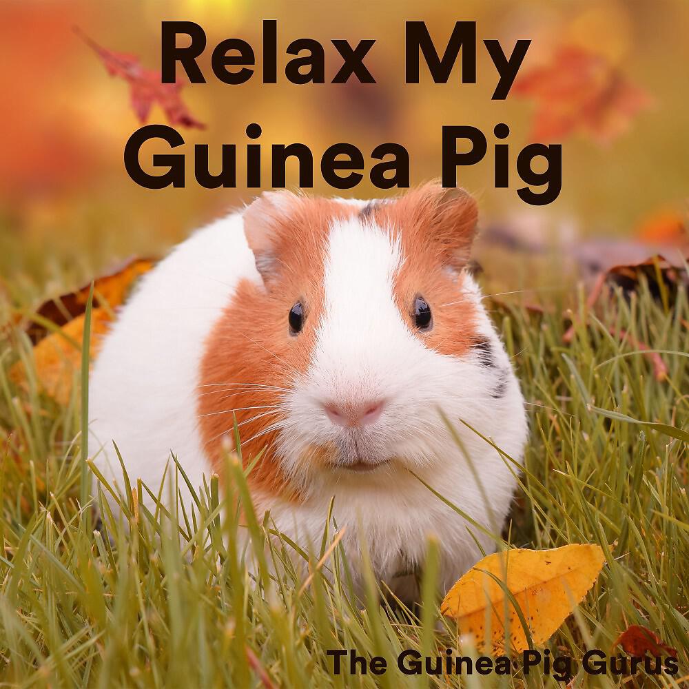 The Guinea Pig Gurus - Gorgeous Sleep for Guinea Pigs