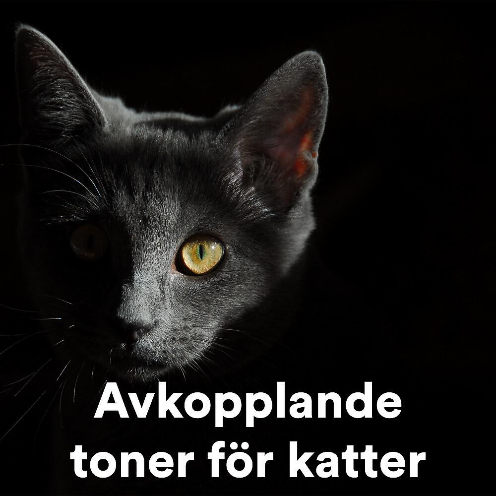 The Guinea Pig Gurus - The Sleeping Guinea Pig