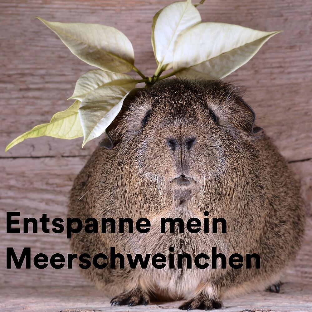 The Guinea Pig Gurus - Gorgeous Sleep for Guinea Pigs