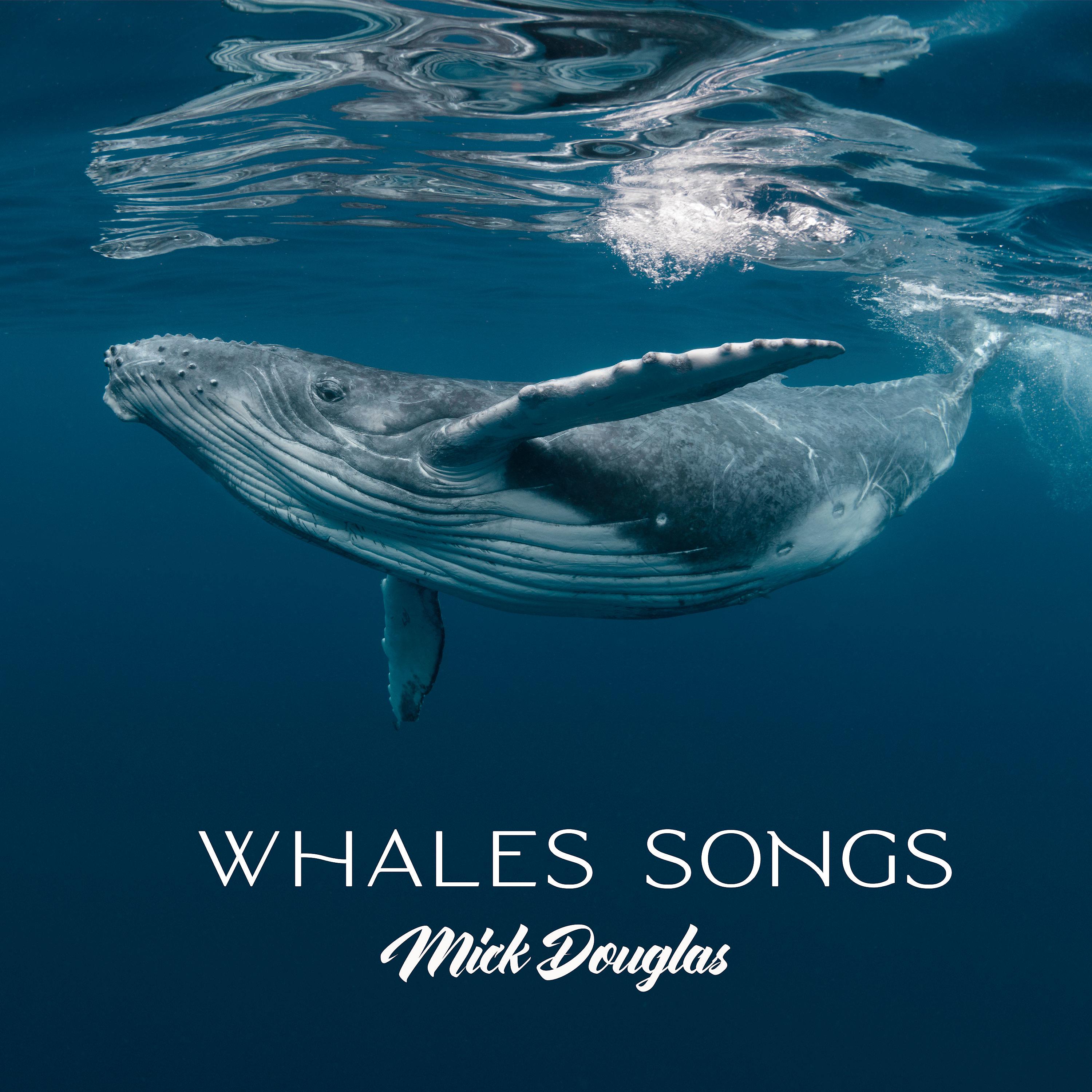 Постер альбома Whales Songs
