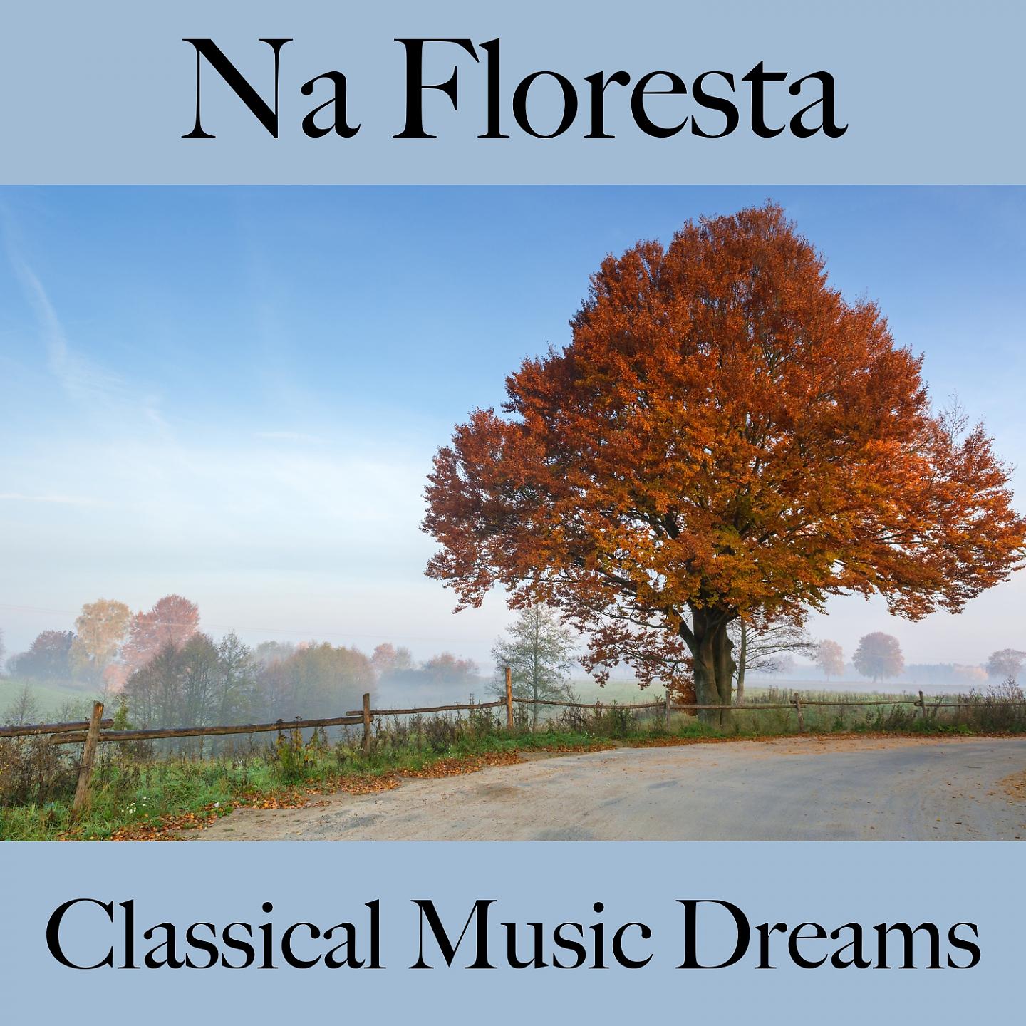 Постер альбома Na Floresta: Classical Music Dreams - A Melhor Música Para Relaxar