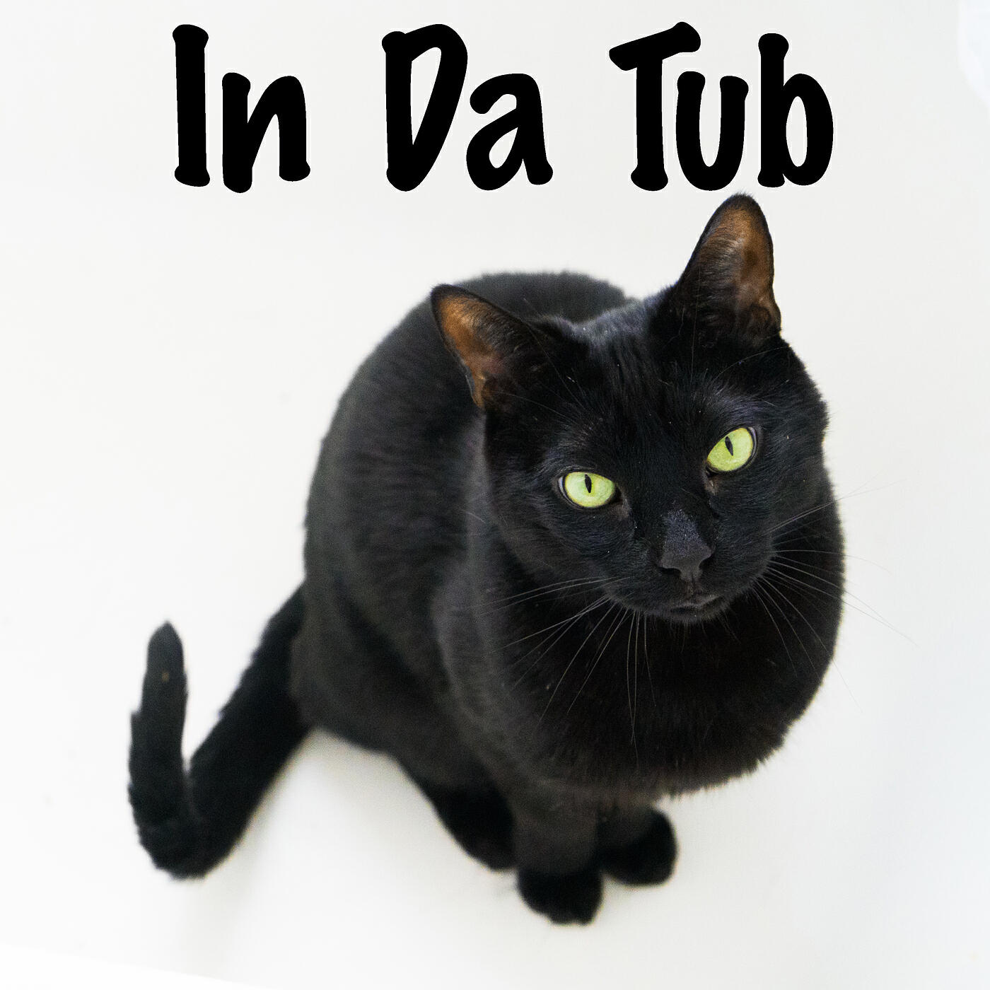 N2 Cat Crew - In da Tub