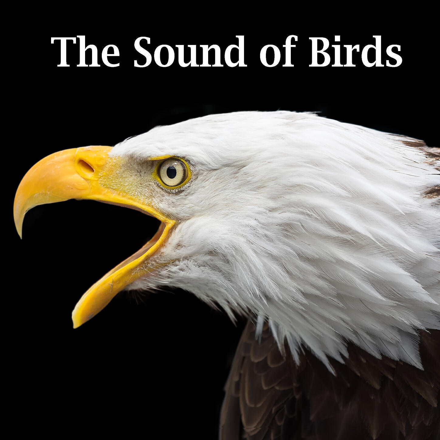 Sound Effects Factory - White Stork, Ciconia ciconia