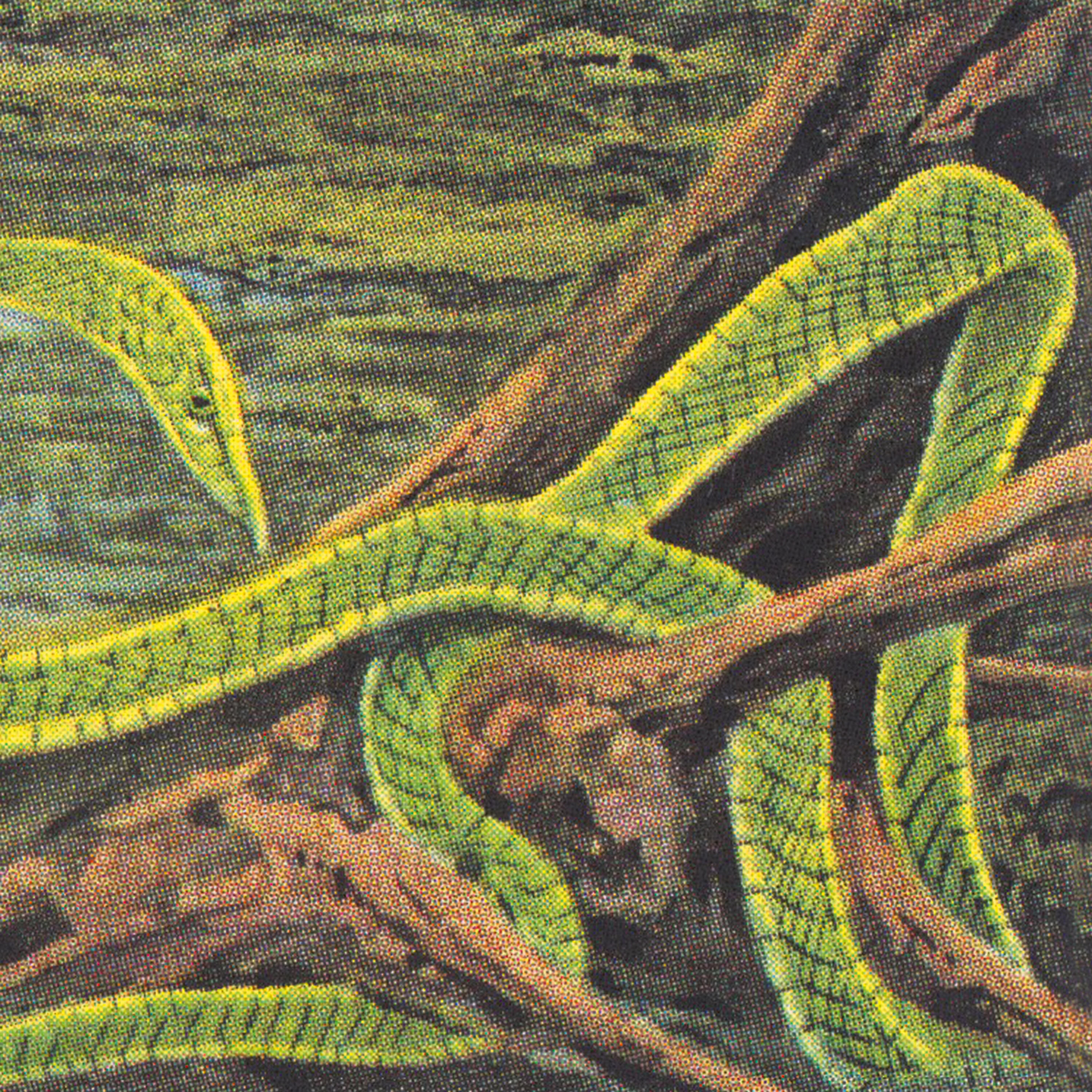 Rainforest Spiritual Enslavement - Thought to Be Bad Omens