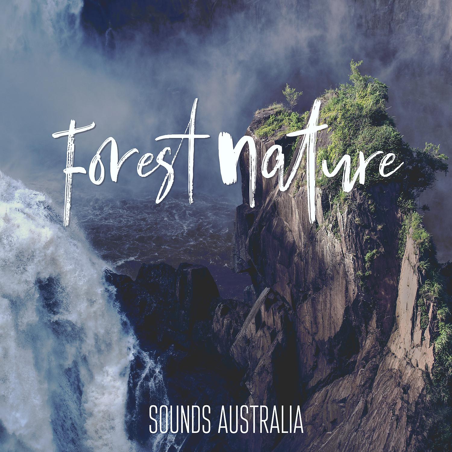 Постер альбома Forest Nature Sounds Australia: Water, Wind, Birds & Relaxing Flowing Creek Ambience