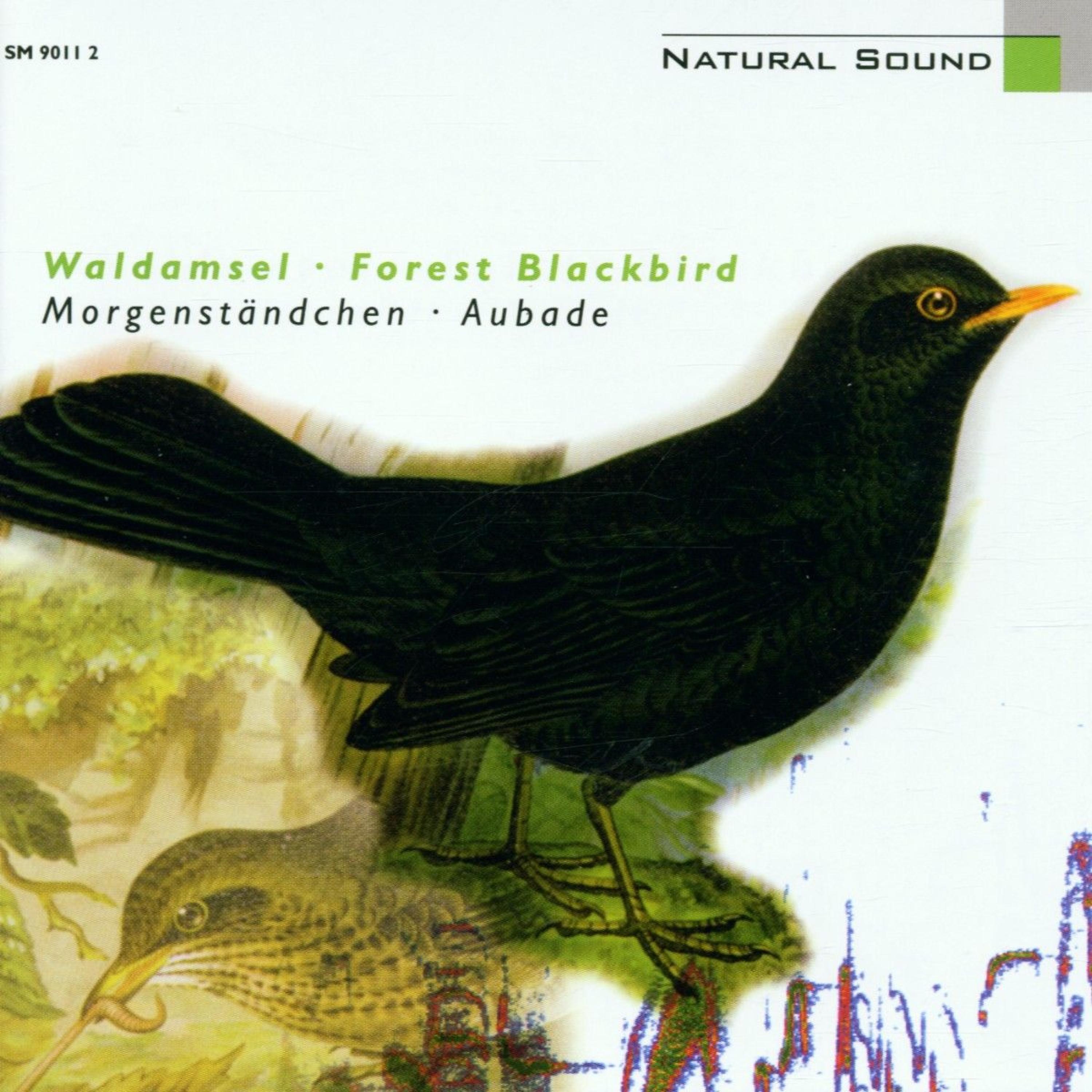 Постер альбома Natural Sound: Waldamsel / Forest Blackbird