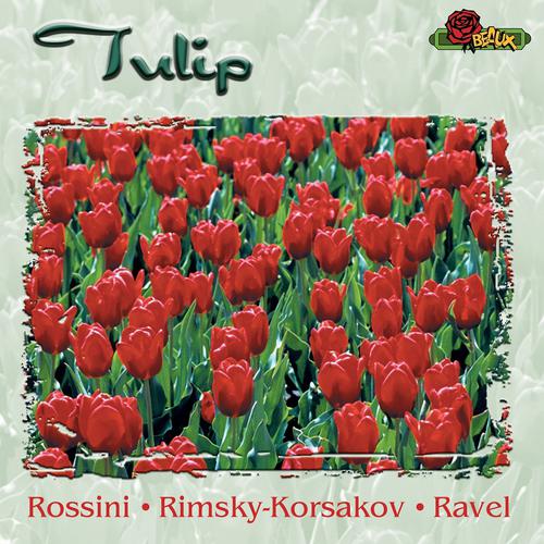 Постер альбома Tulip