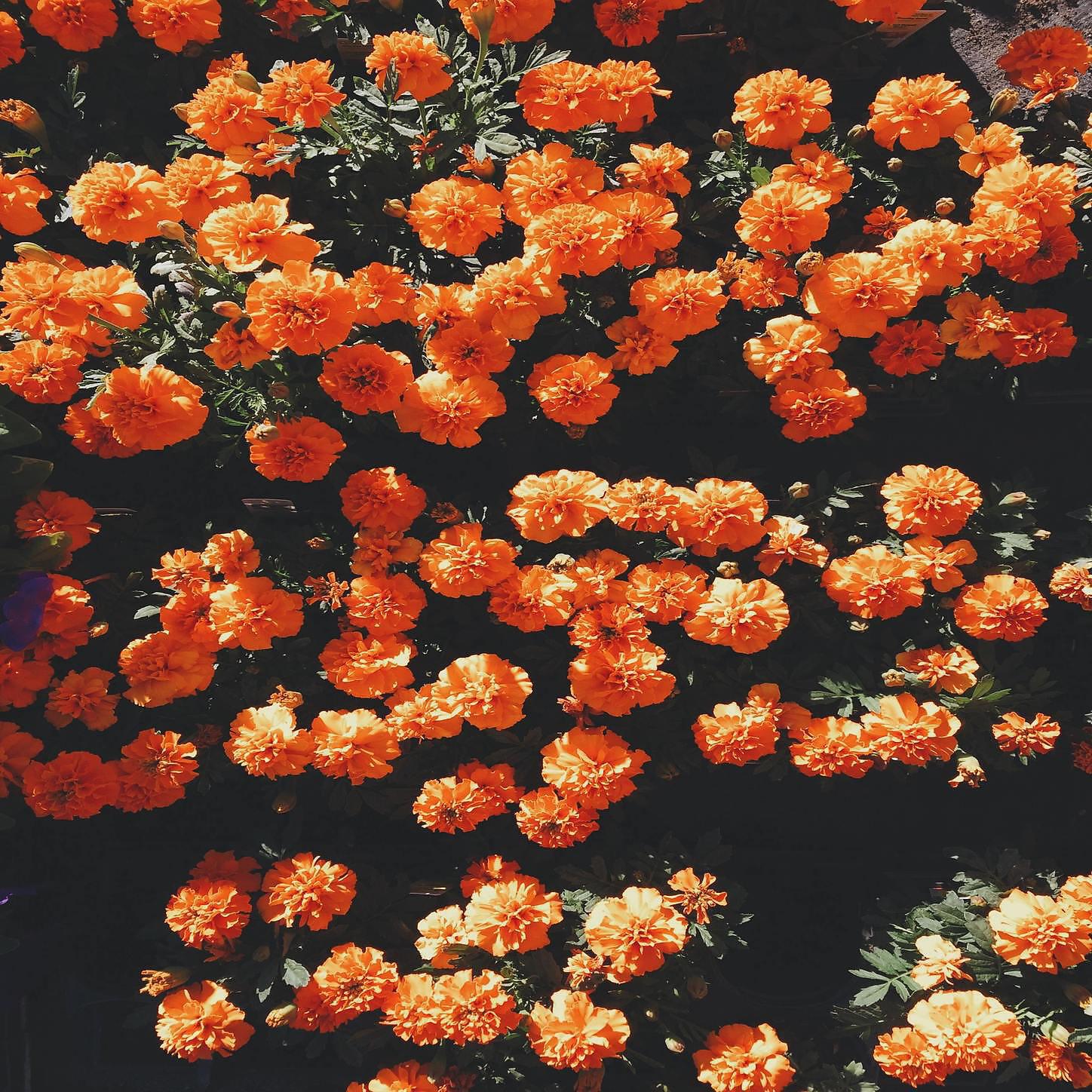 DREVM - Orange Cream