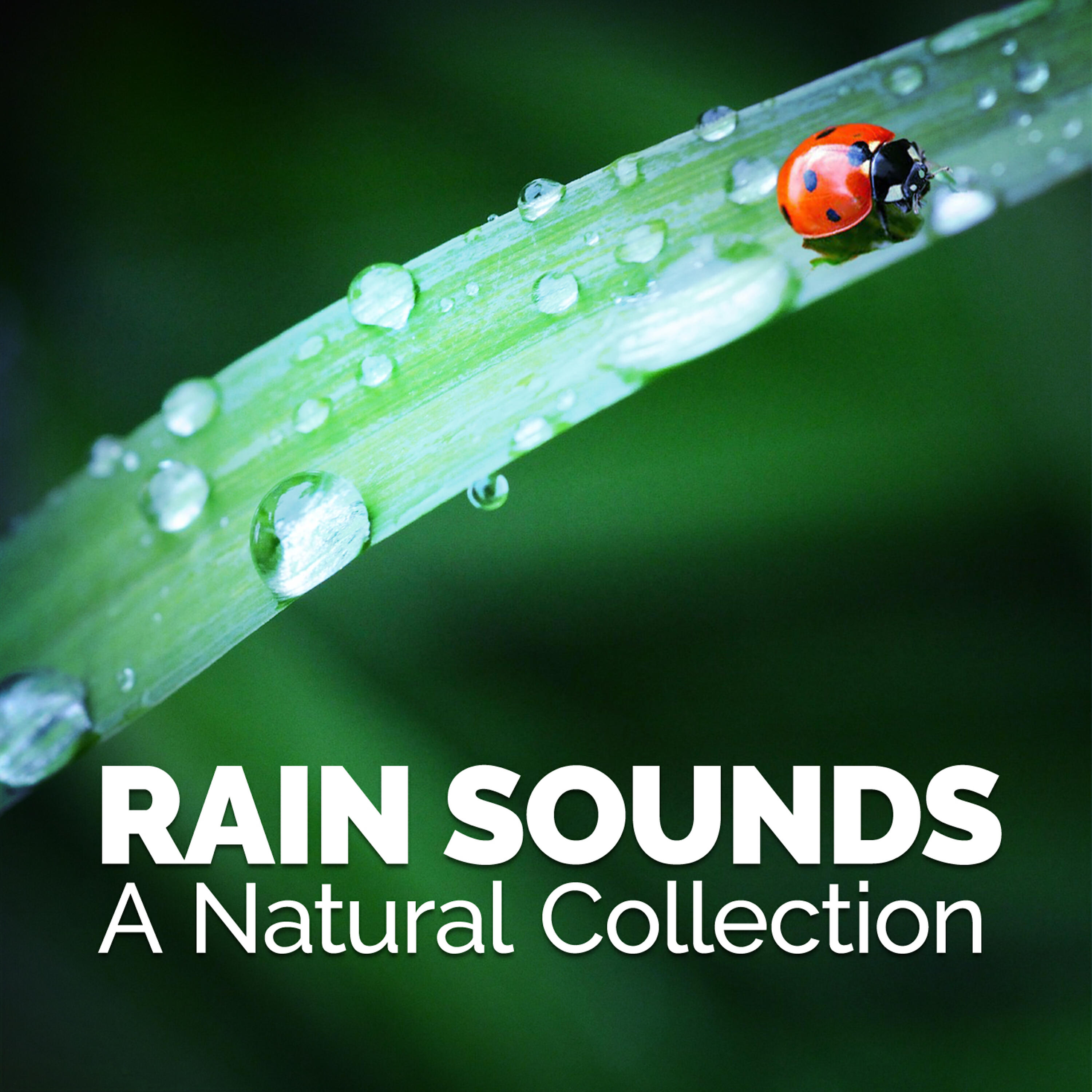 Rain Sounds Nature Collection - Rain on the Pond