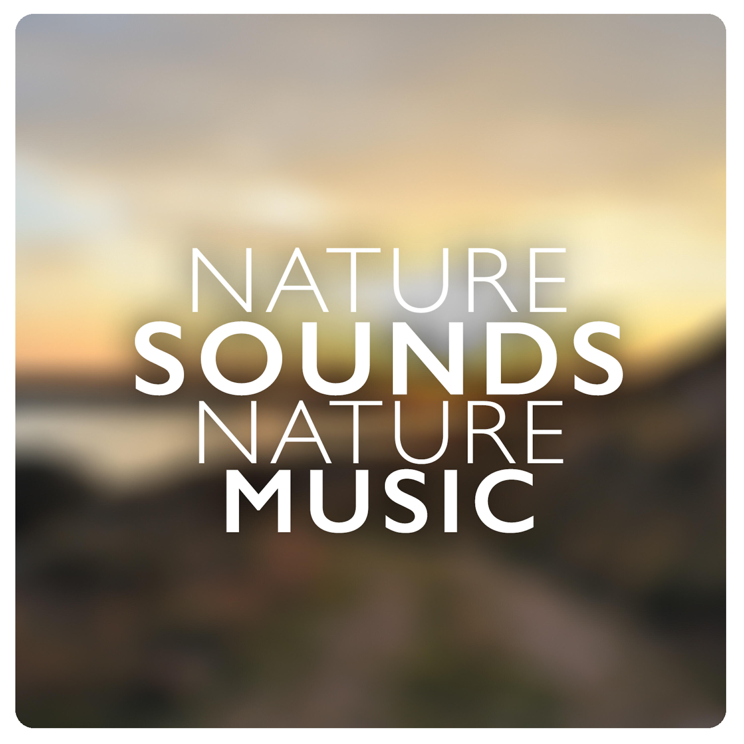 Outside Broadcast Recordings - Brook at Dusk