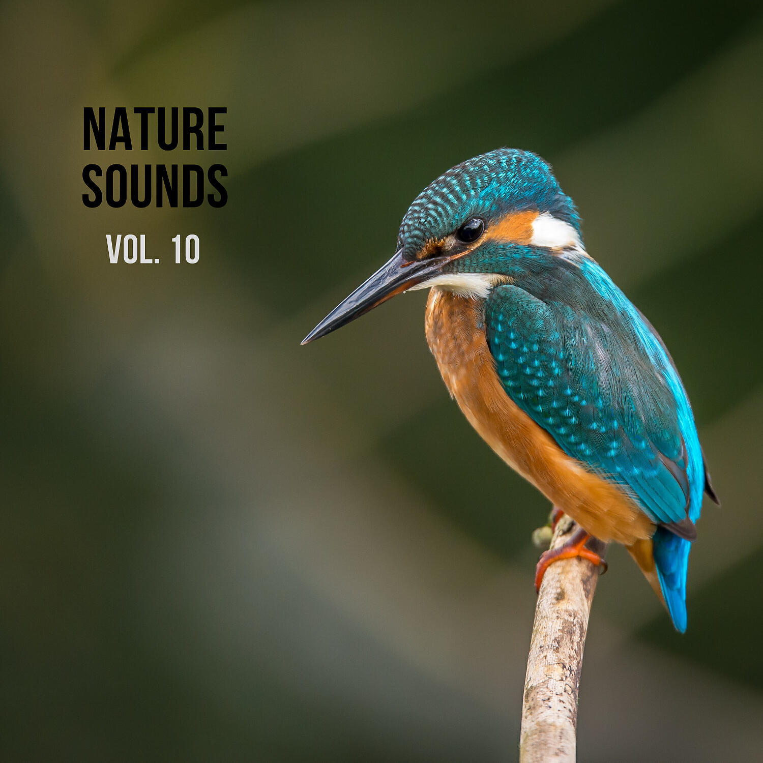Nature Sounds - Organic Nature Sounds, Pt. 5