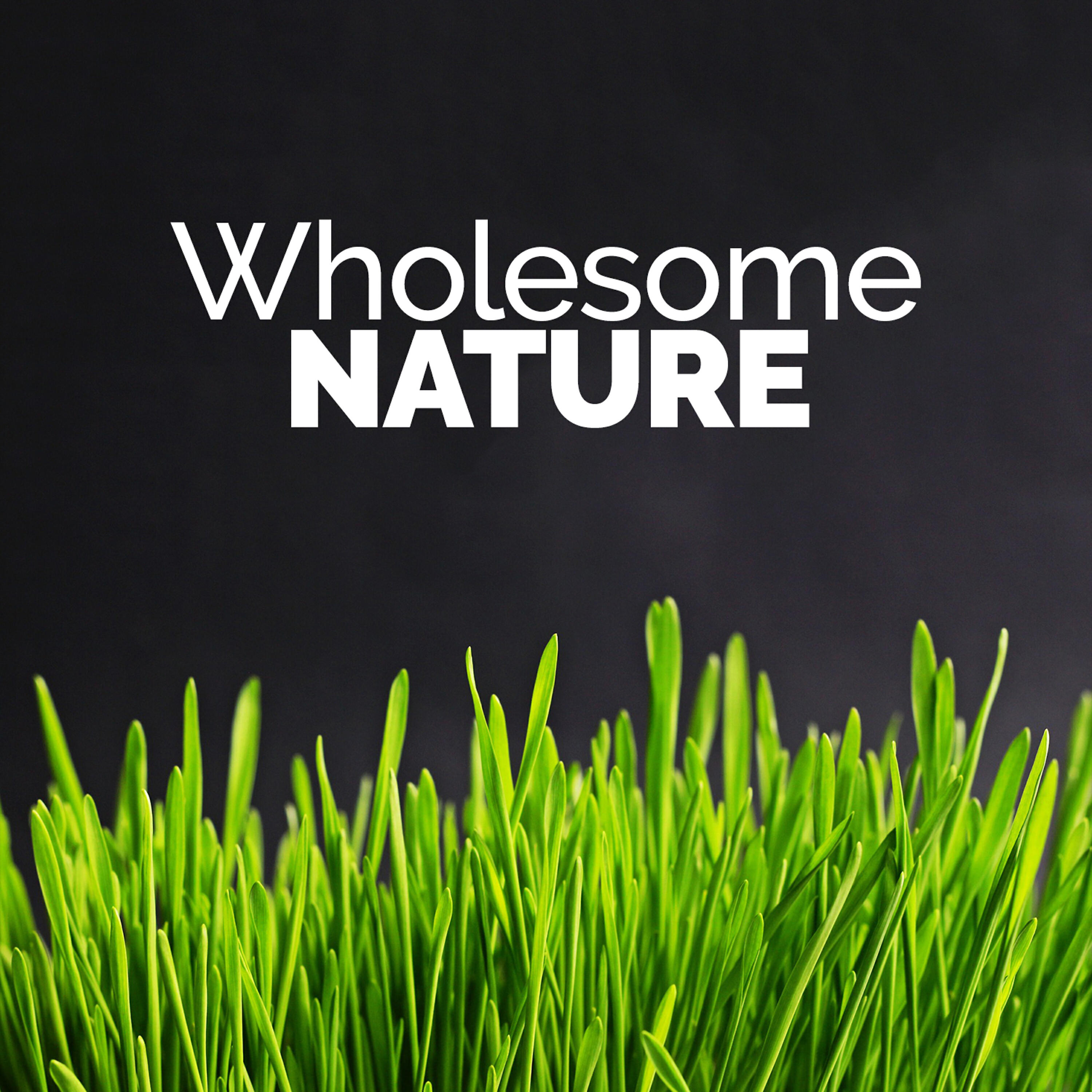 The Healing Sounds of Nature - Woodland Life