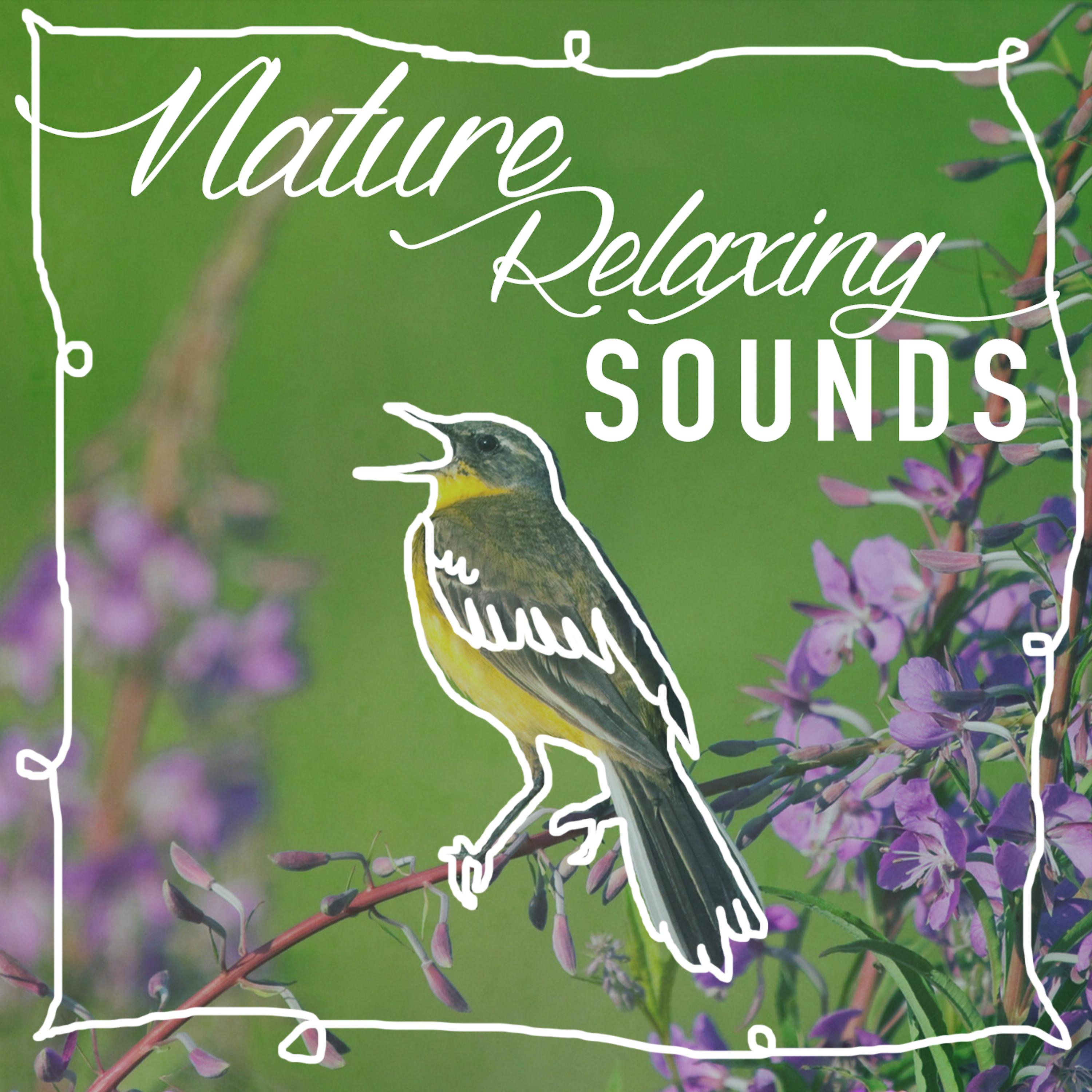 Постер альбома Nature: Relaxing Sounds