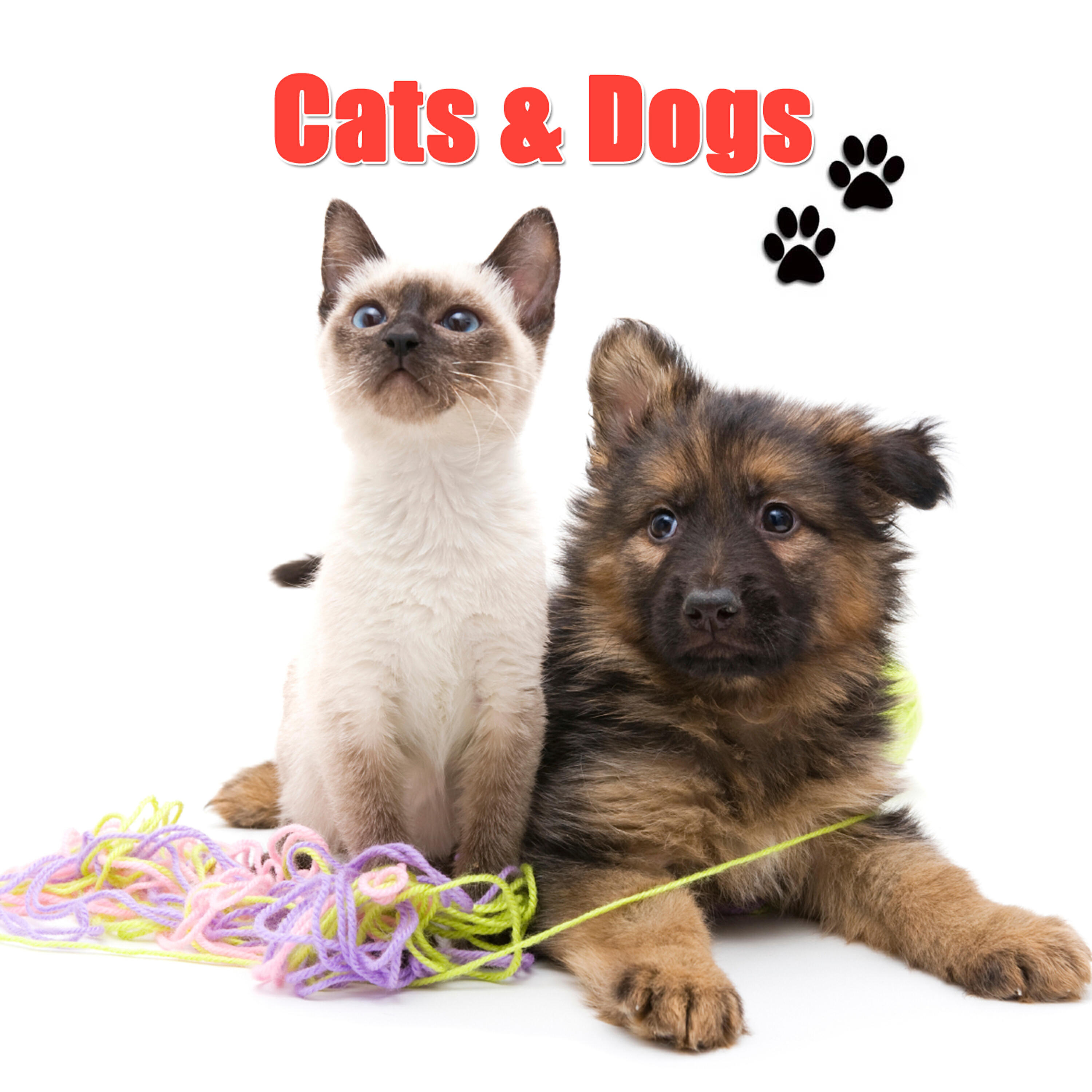 Cats - Hounds Of Love