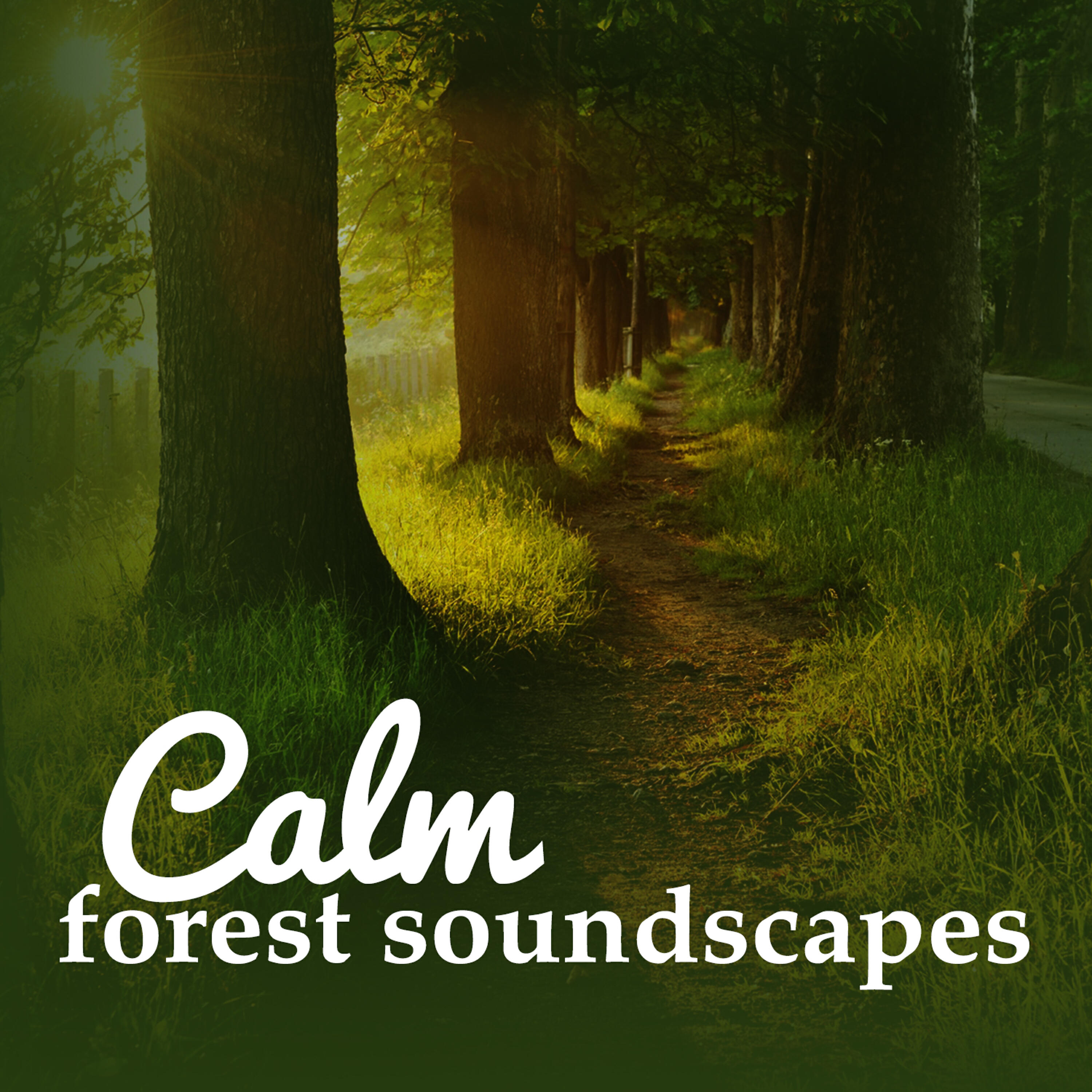 Forest Soundscapes - Water in Motion