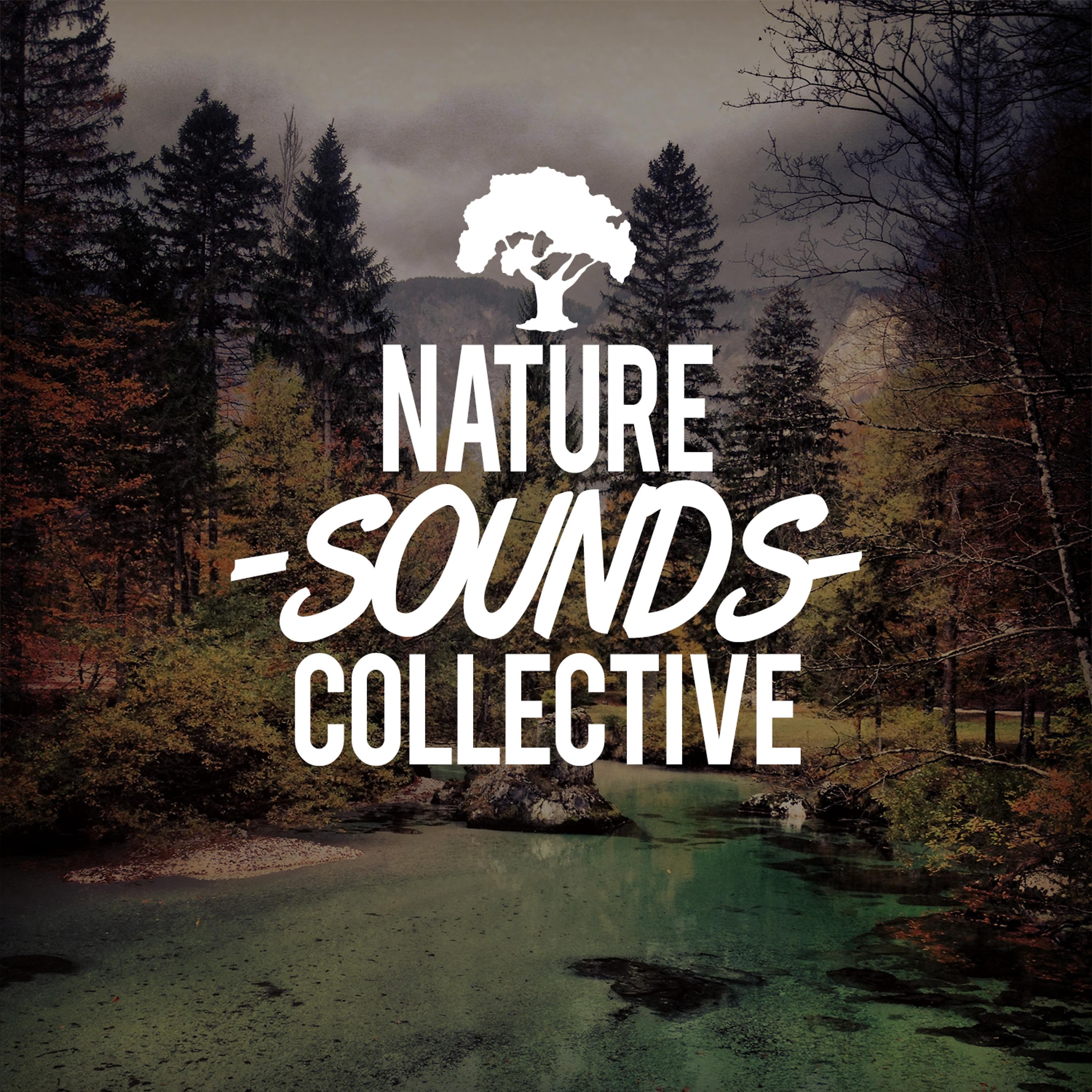 Постер альбома Nature Sounds Collective