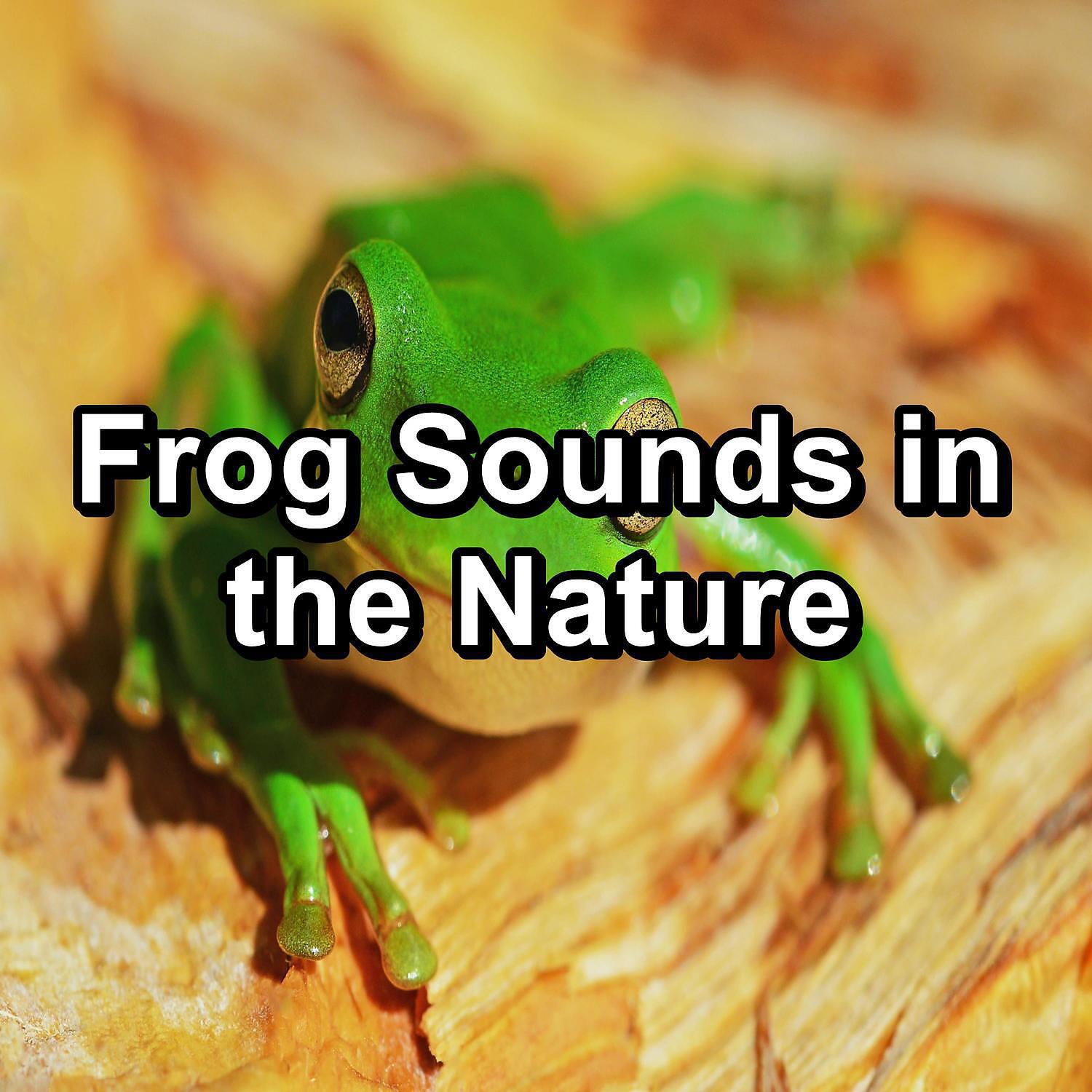 Relaxing Music Therapy - Loopable Frog Sounds