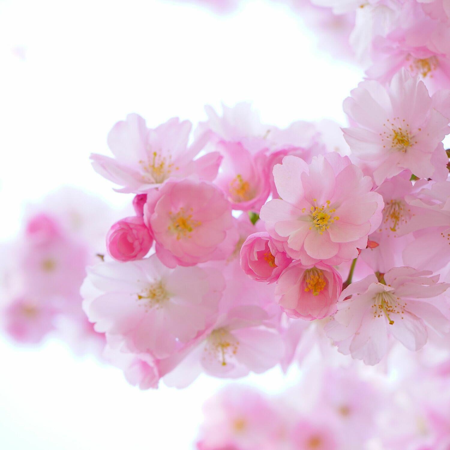 Pink Noise - Humming and Relaxing Baby Sleep Noise