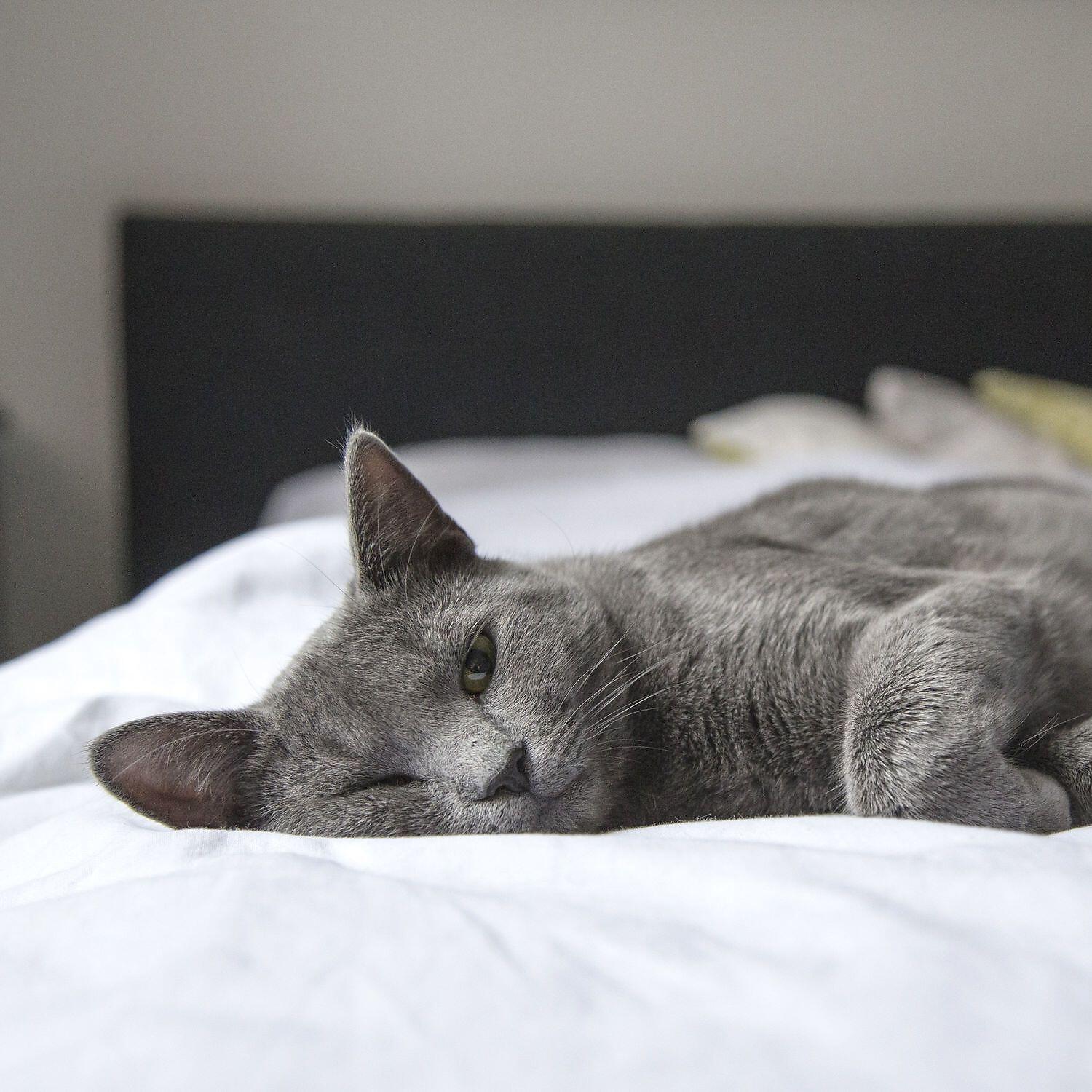 Grey Noise Sleep - Grey Sough for Sleep