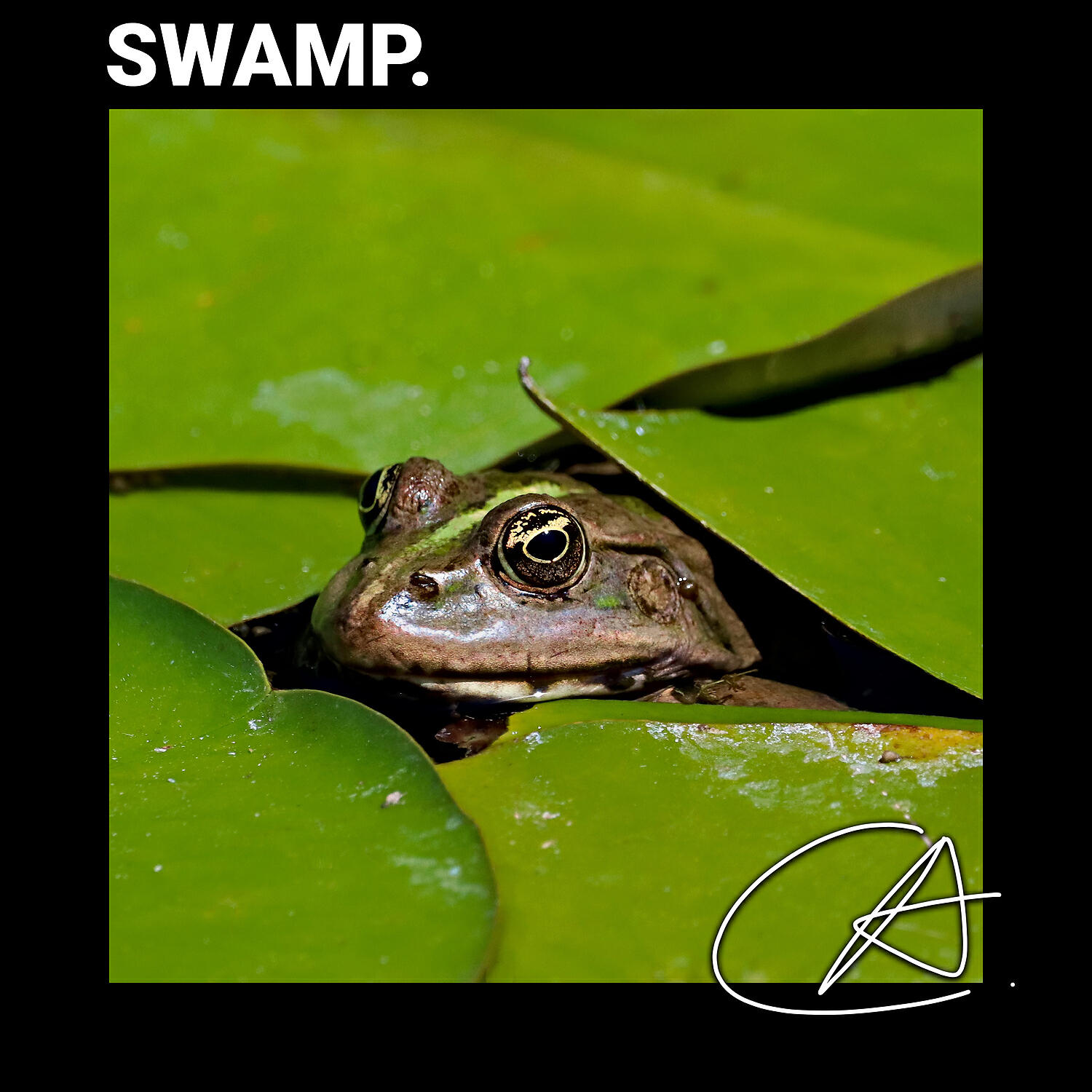 Nature Sounds - ASMR Quiet Christmas Dock Frog sound helps to relax and deep sleep