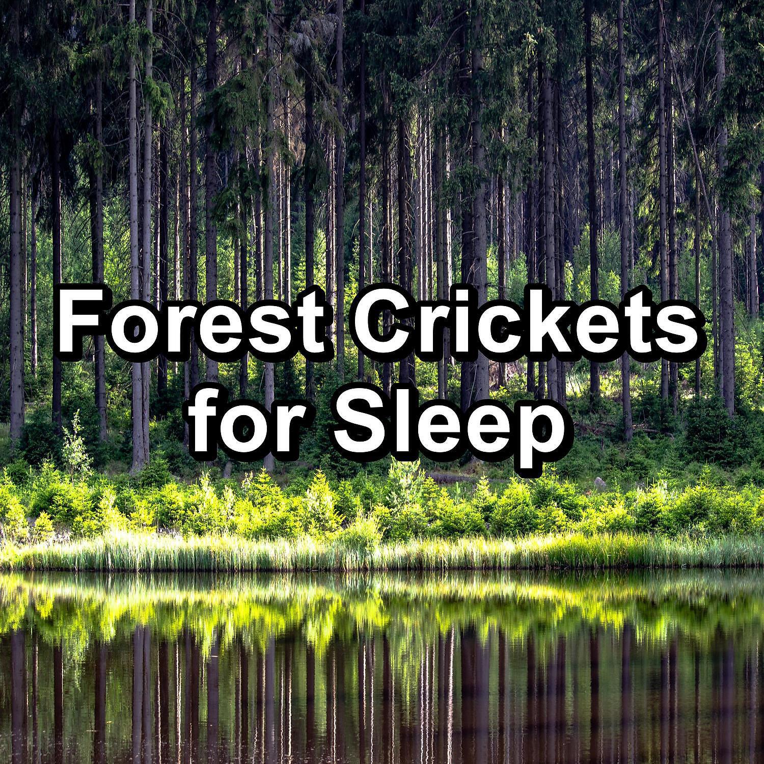 Crickets - Tinnitus Sleep Solution - Insomnia Help Woods Sound