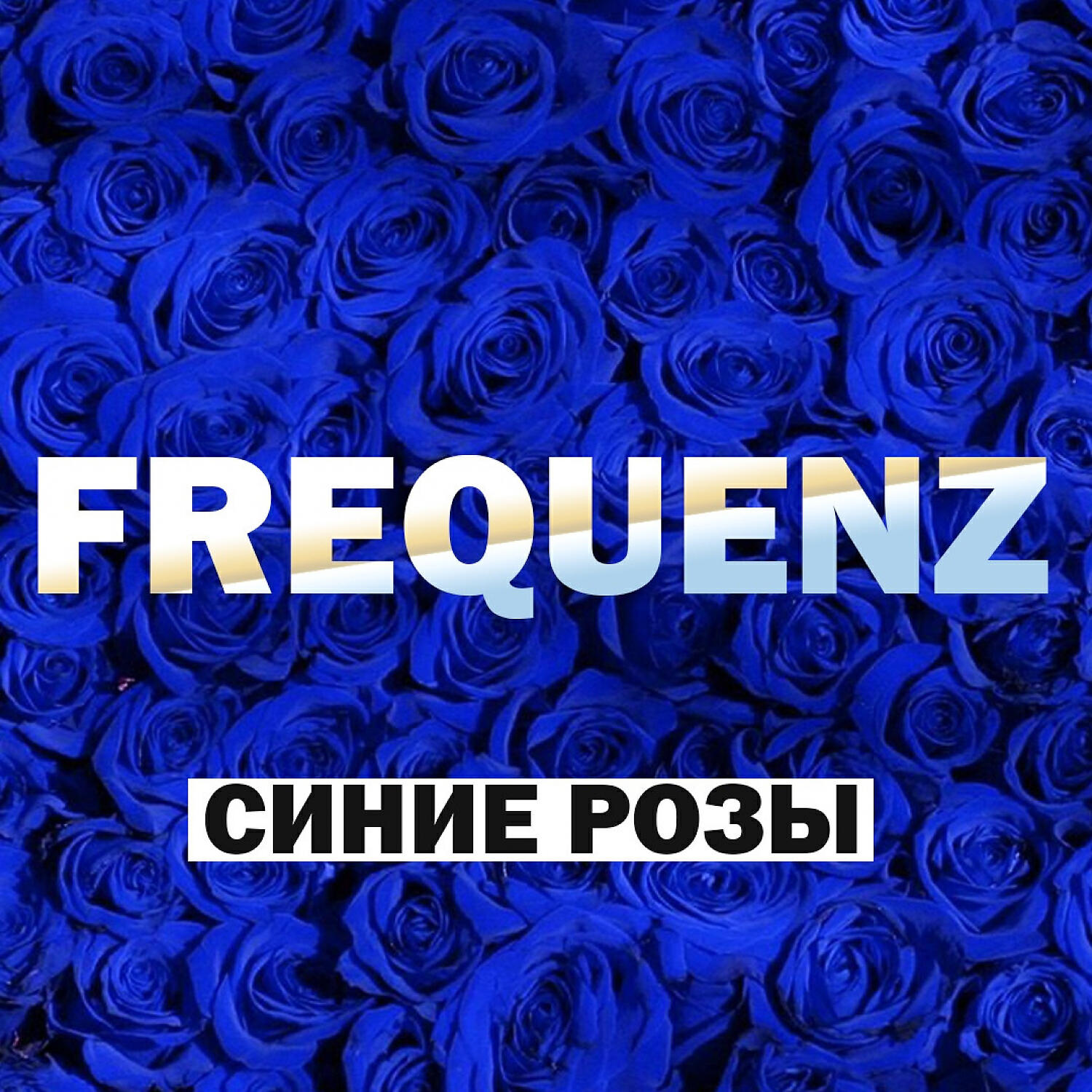 Синяя песня. Frequenz синие розы. Frequenz синие розы обложка. Frequenz группа фото. Frequenz синие розы год.