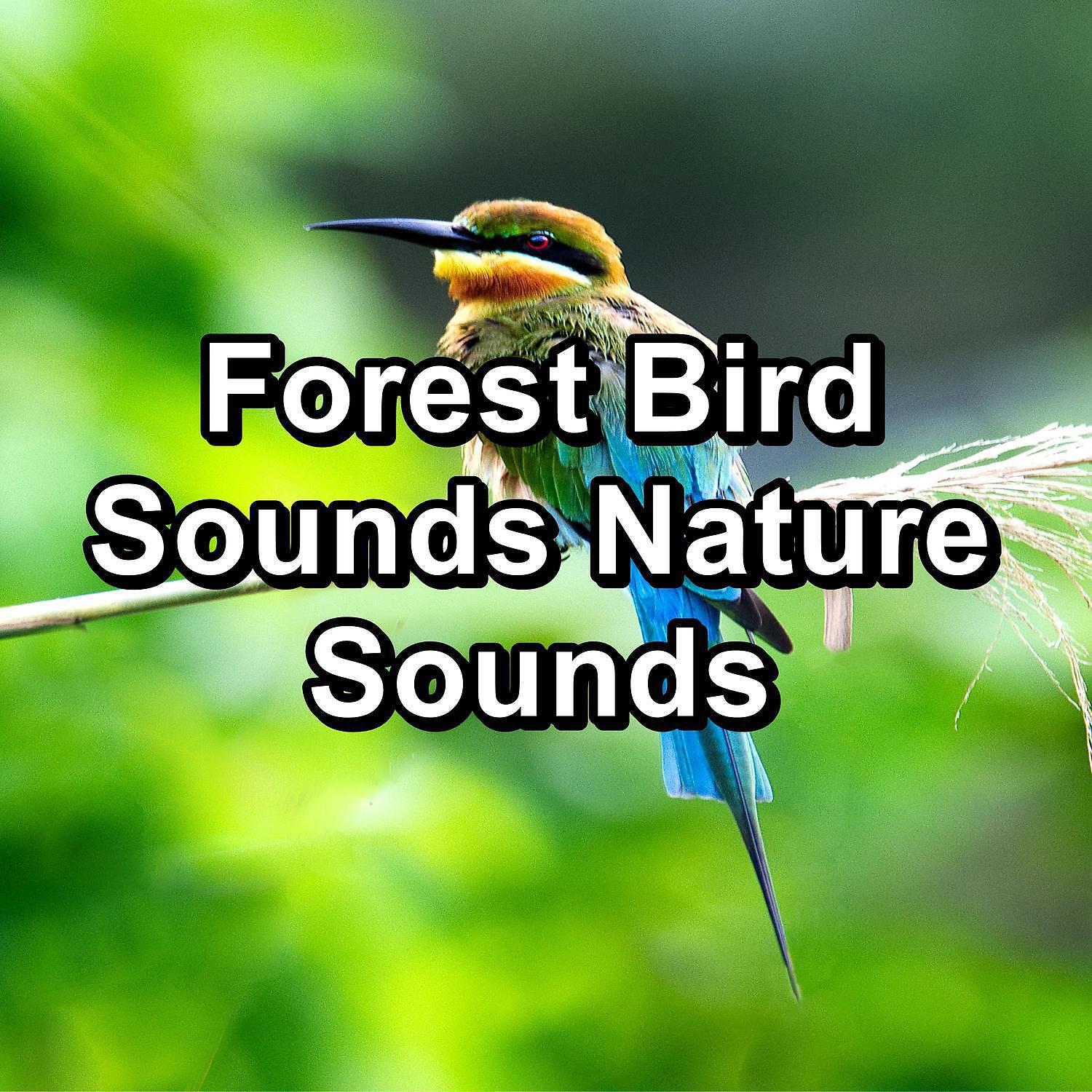 Sleep - Dreamy Bird Sounds For Concentration To Help Your Baby Relax