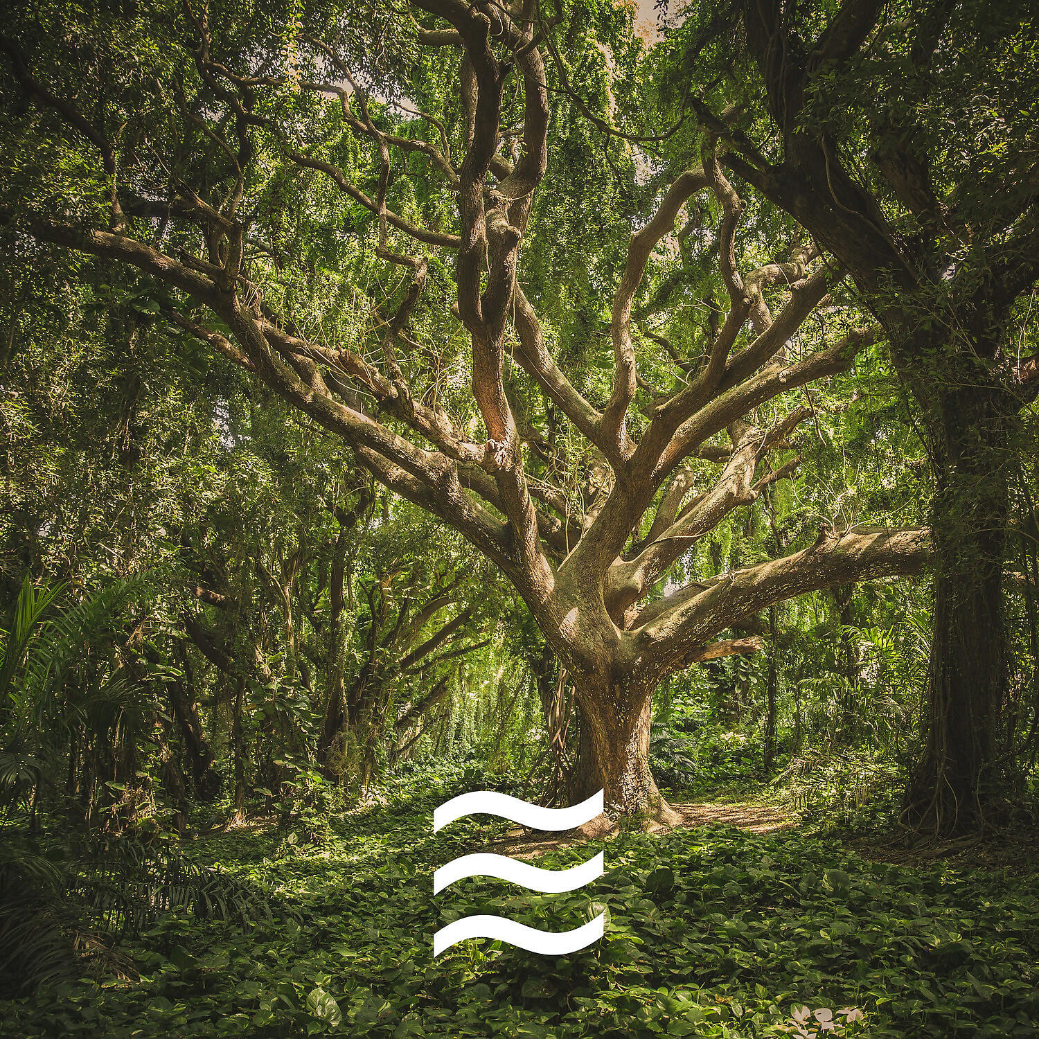 Yoga Forest - Kids Calming Soft Shushing Noises