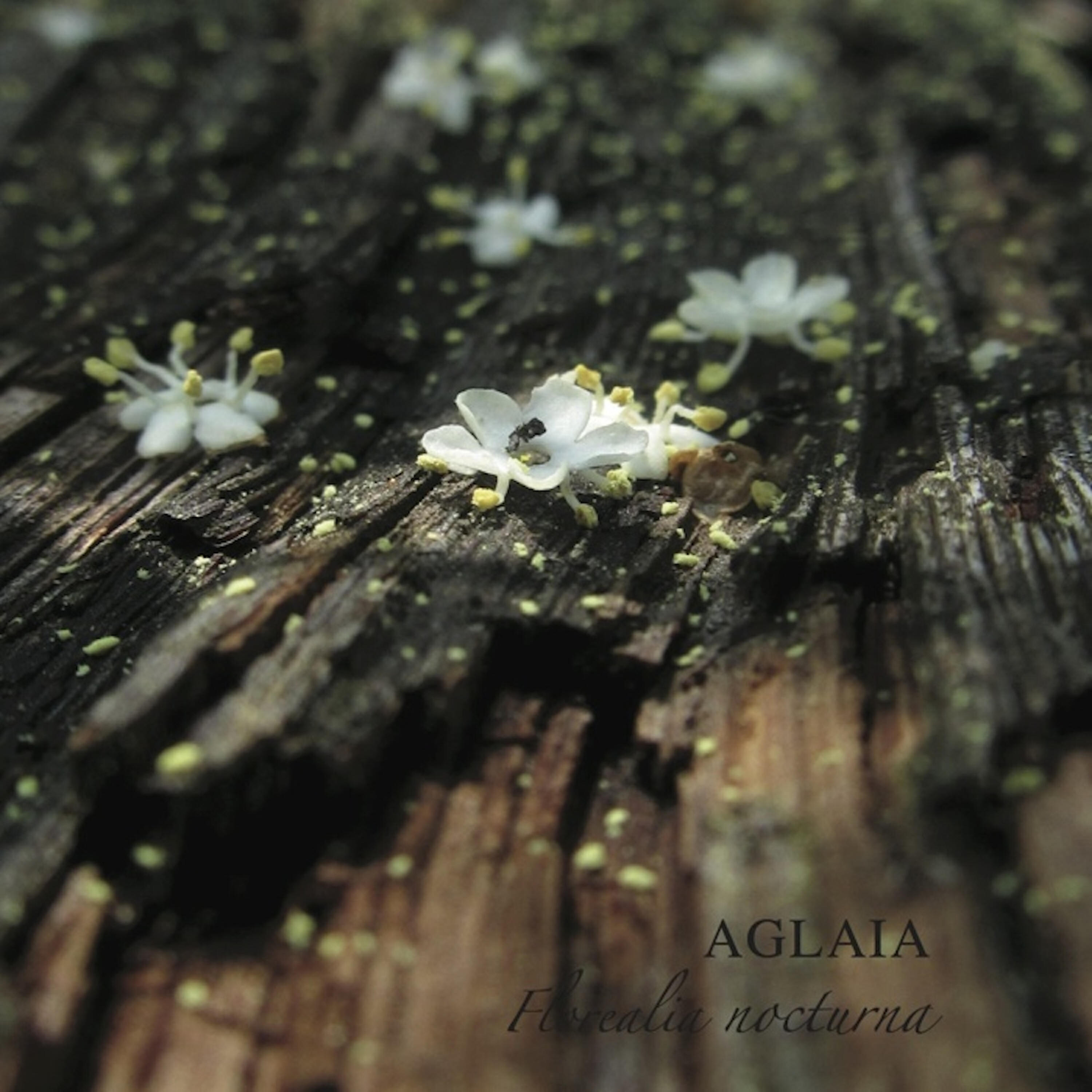 Aglaia - Enotera
