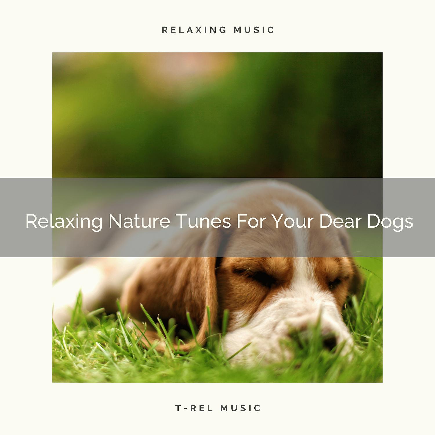 Постер альбома Relaxing Nature Tunes For Your Dear Dogs