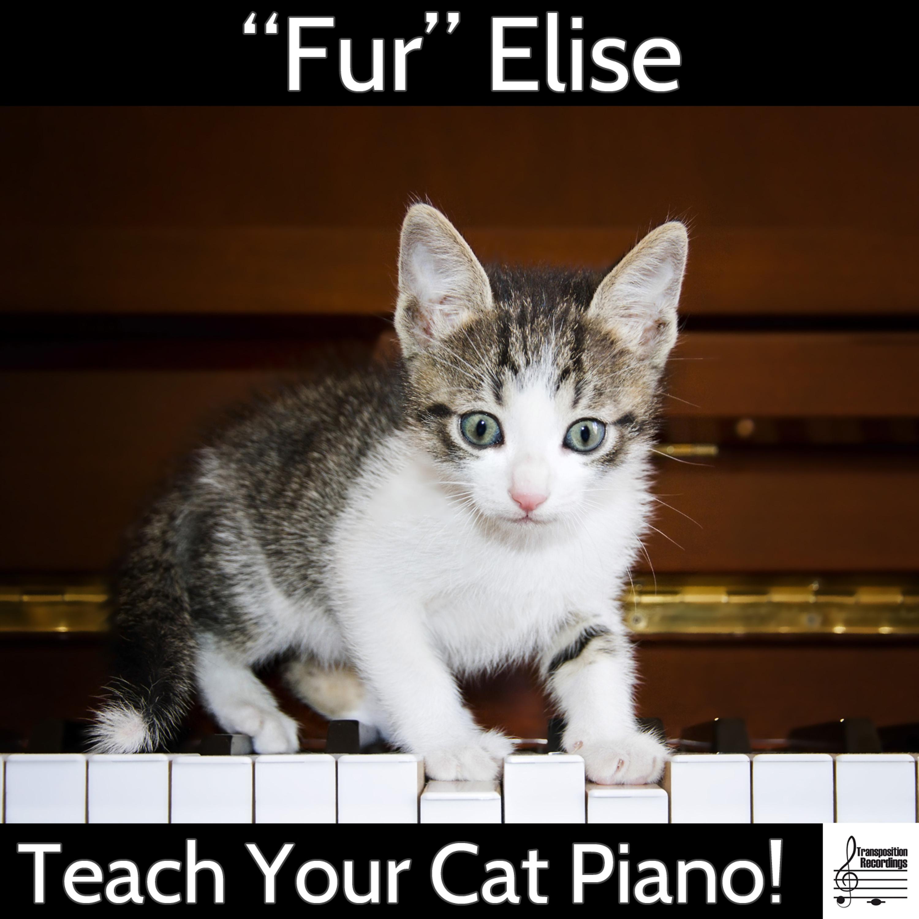 Постер альбома "Fur Elise": Teach Your Cat Piano!