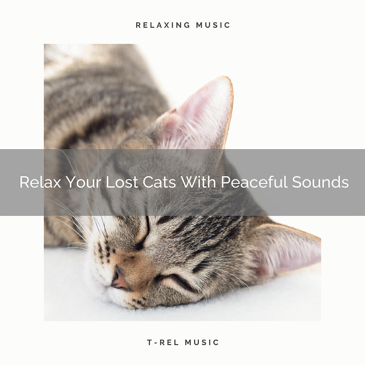 Cats Music Cradle - Interesting Woods Songs Especially For Dearest Cats