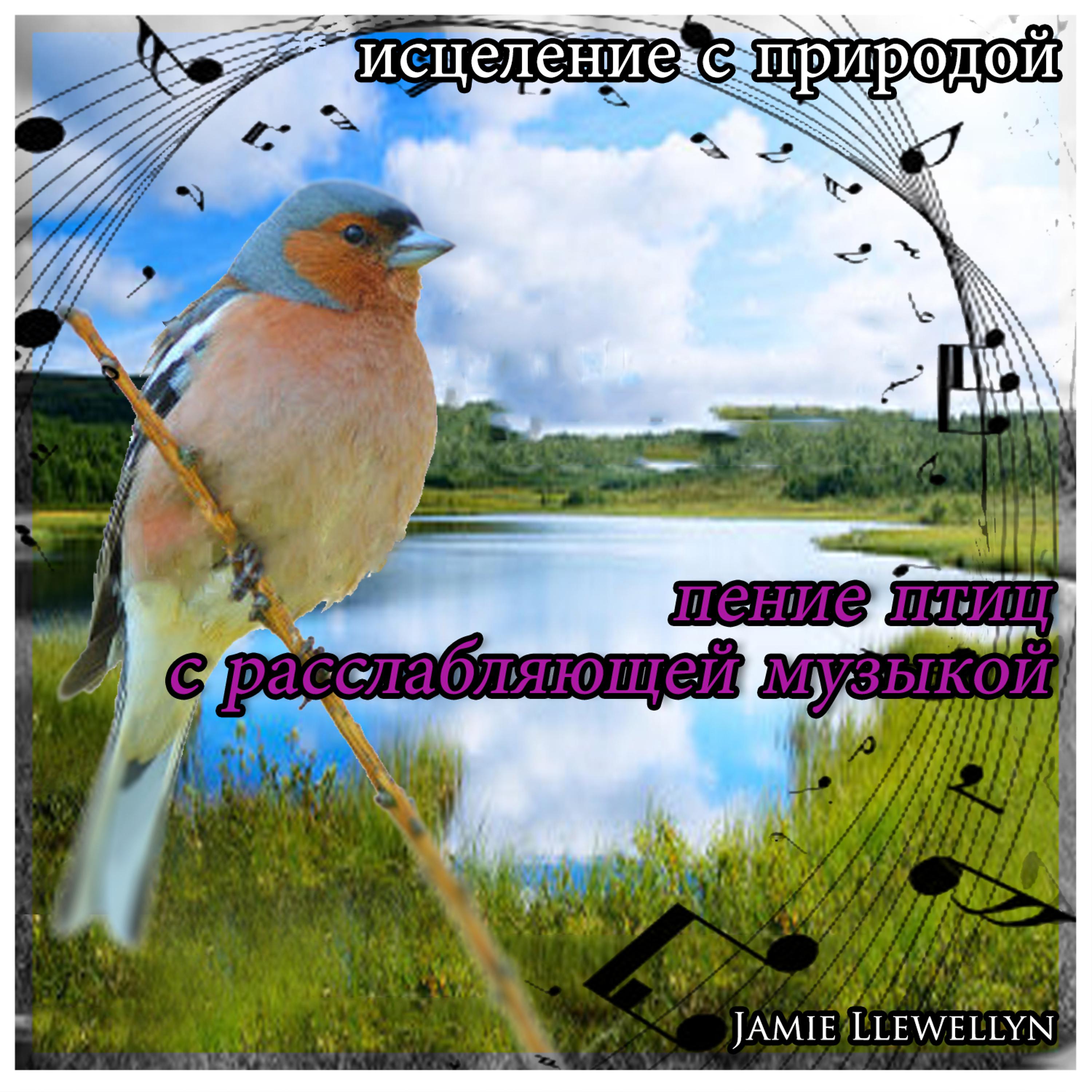 Постер альбома исцеление с природой: пение птиц с расслабляющей музыкой
