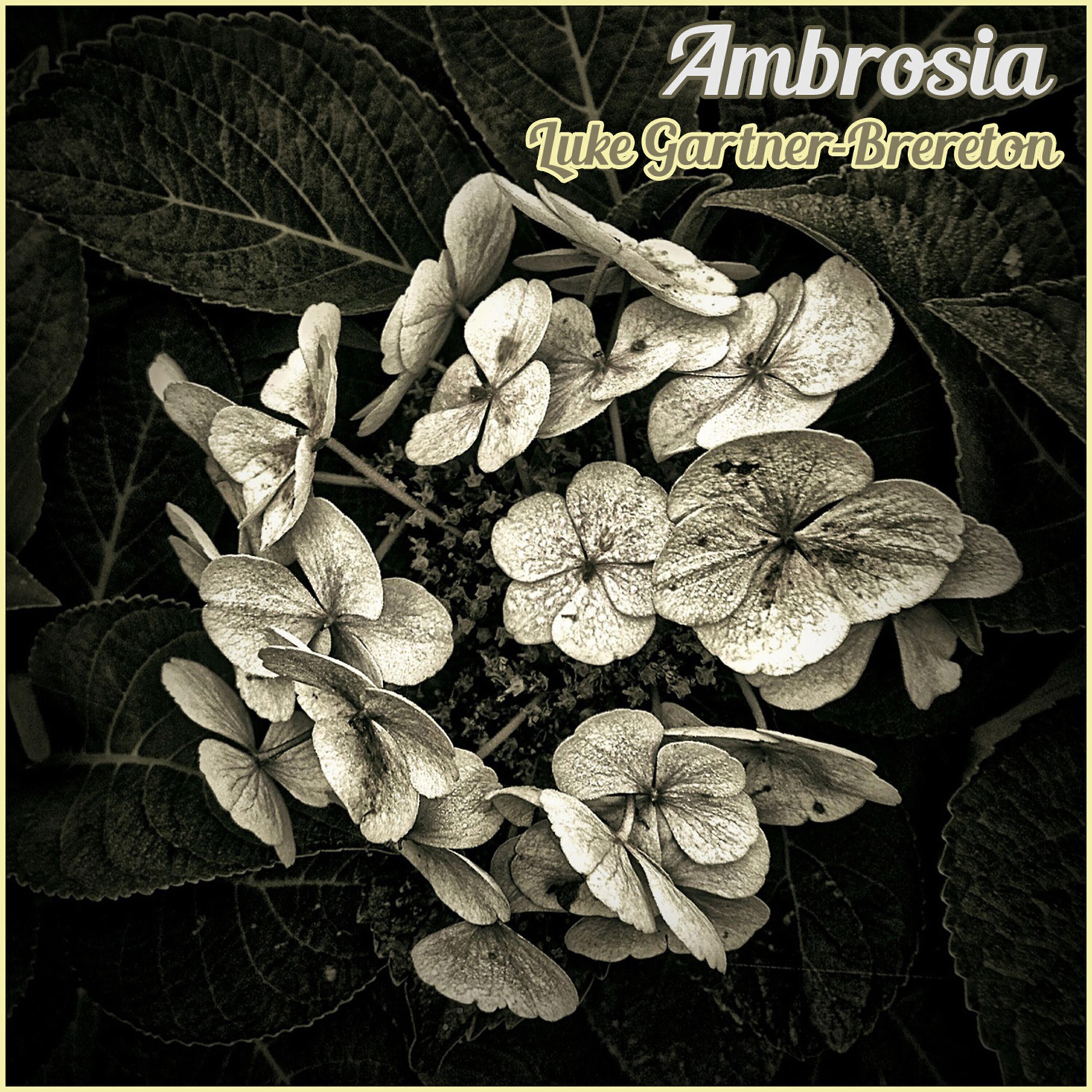 Luke Gartner-Brereton - Ambrosia