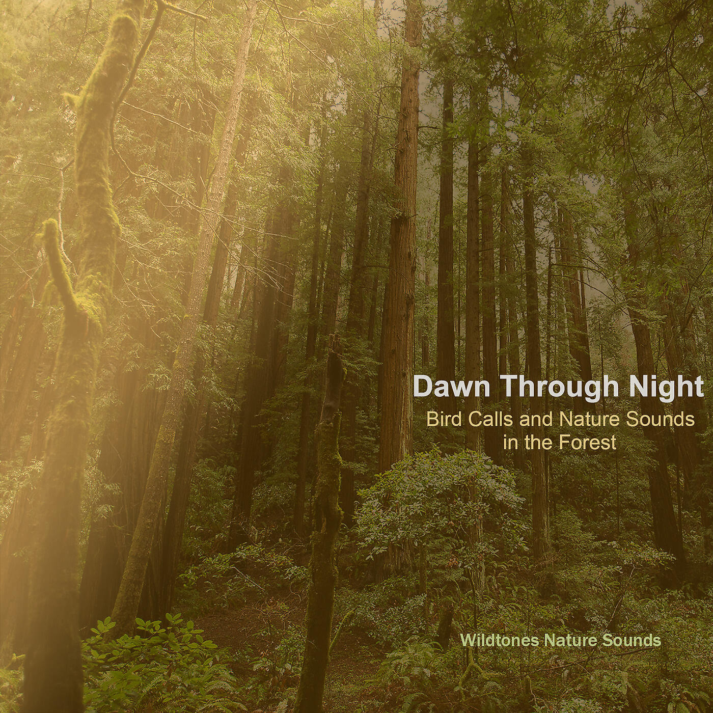Wildtones Nature Sounds - Nighttime Rain Storm: Thunder and Heavy Rain