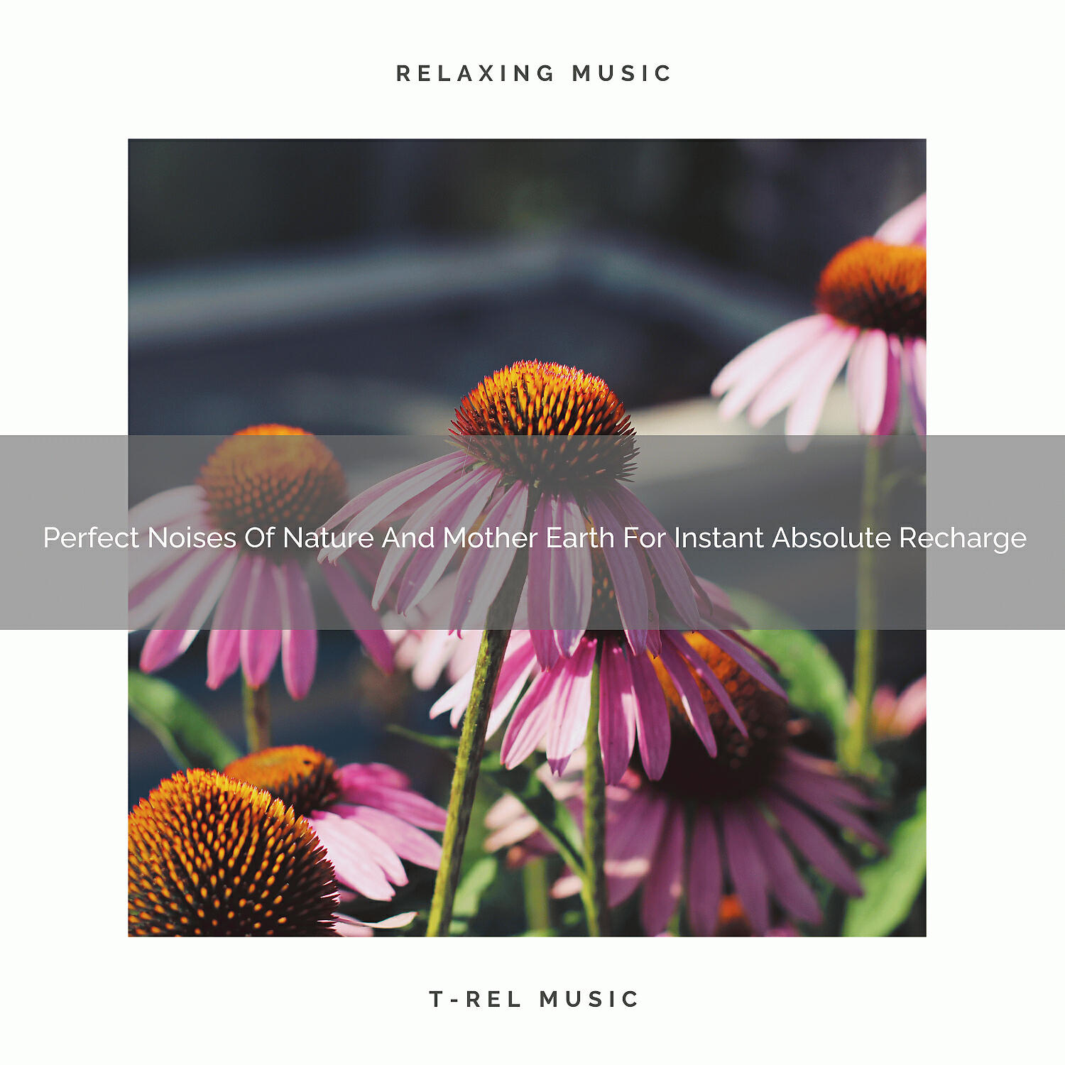 White Noise Spa - Best Noises Of Wind And Woods For Perfect Absolute Recharge