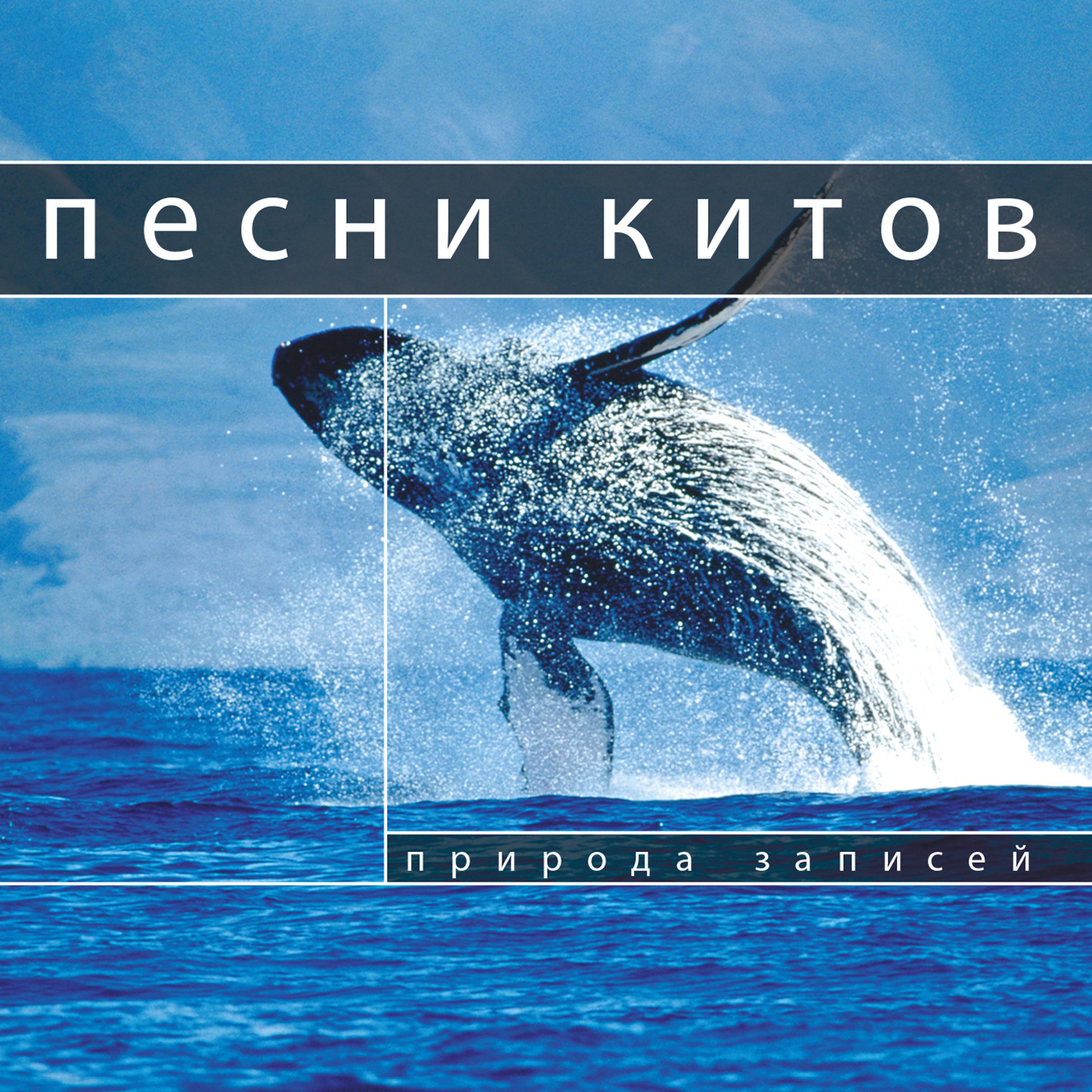 Постер альбома песни китов