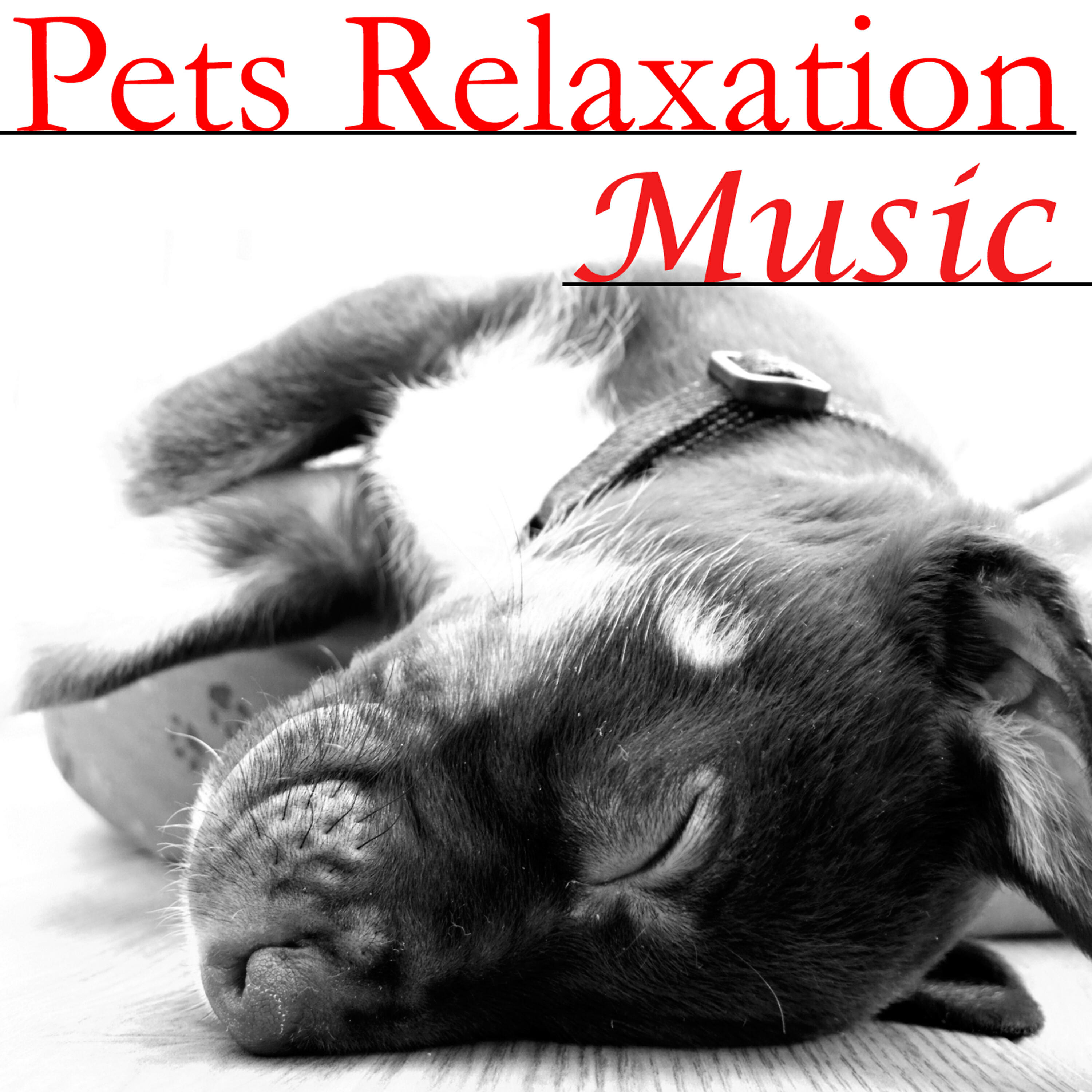 Calming Pets - Tired Pets