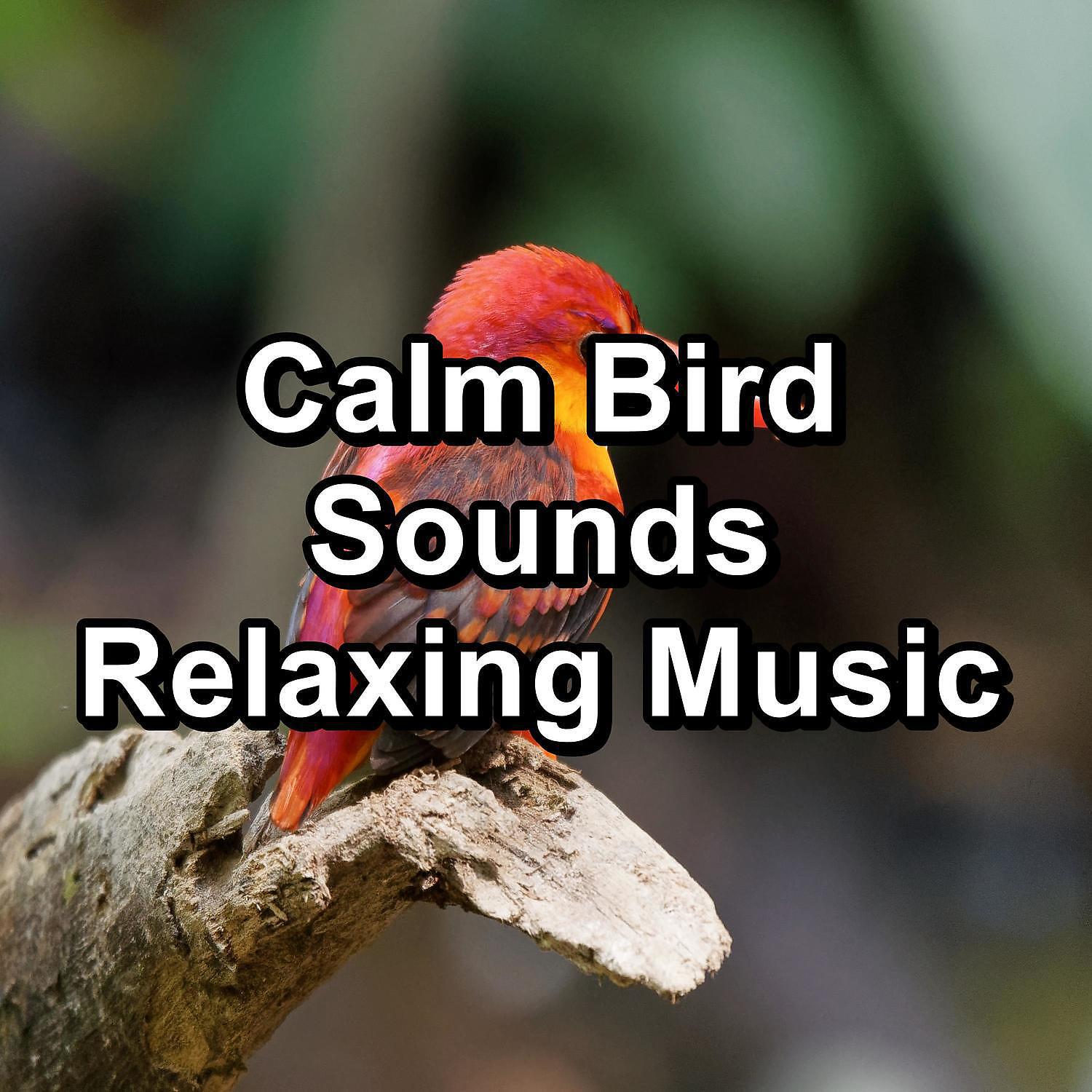 Bird Songs - Singing Birds Music