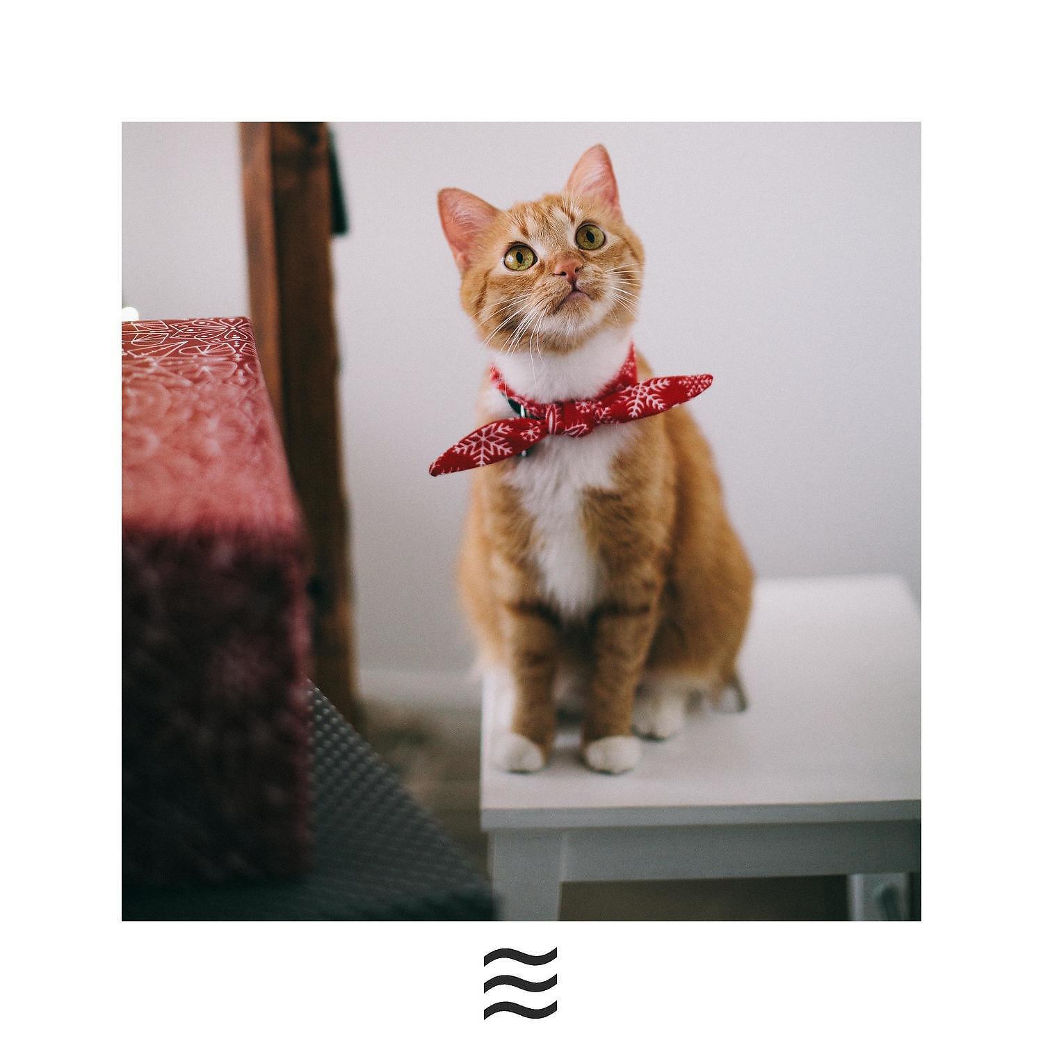 ASMR Rain for Cats - Relaxing Sounds of ASMR Rain