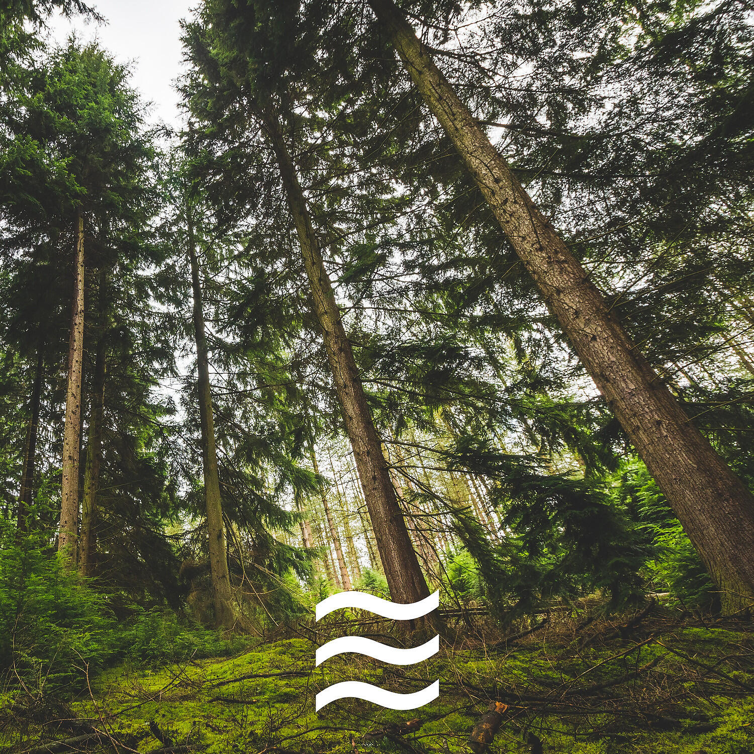 Natural Noises and Forest - Calming Forest and Calming Noises
