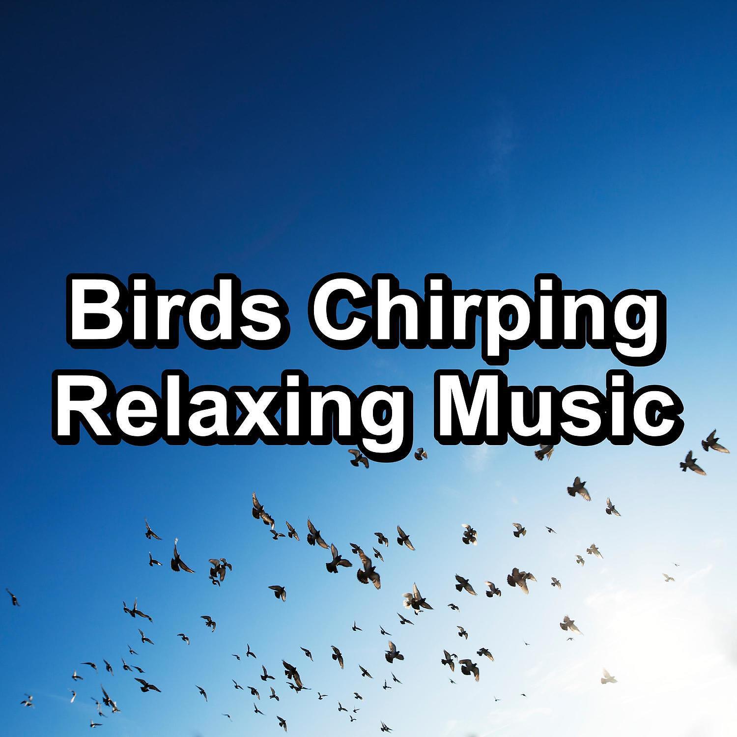 Bird - Calm Bird Sounds ASMR Instant Relaxing Peaceful For Meditation