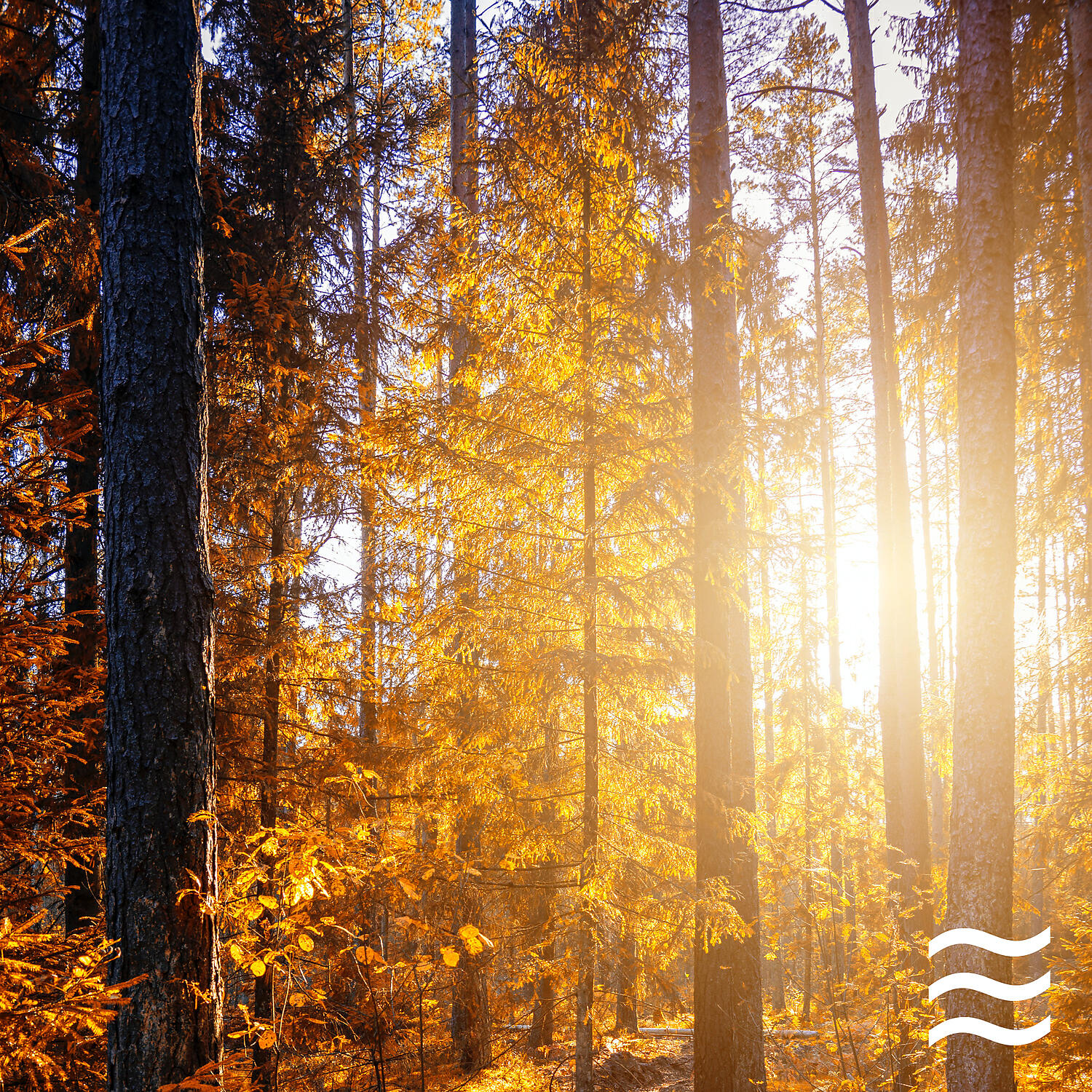 Soothing White Noise Forest Relax - Shushing Forest Noises with Noises Background