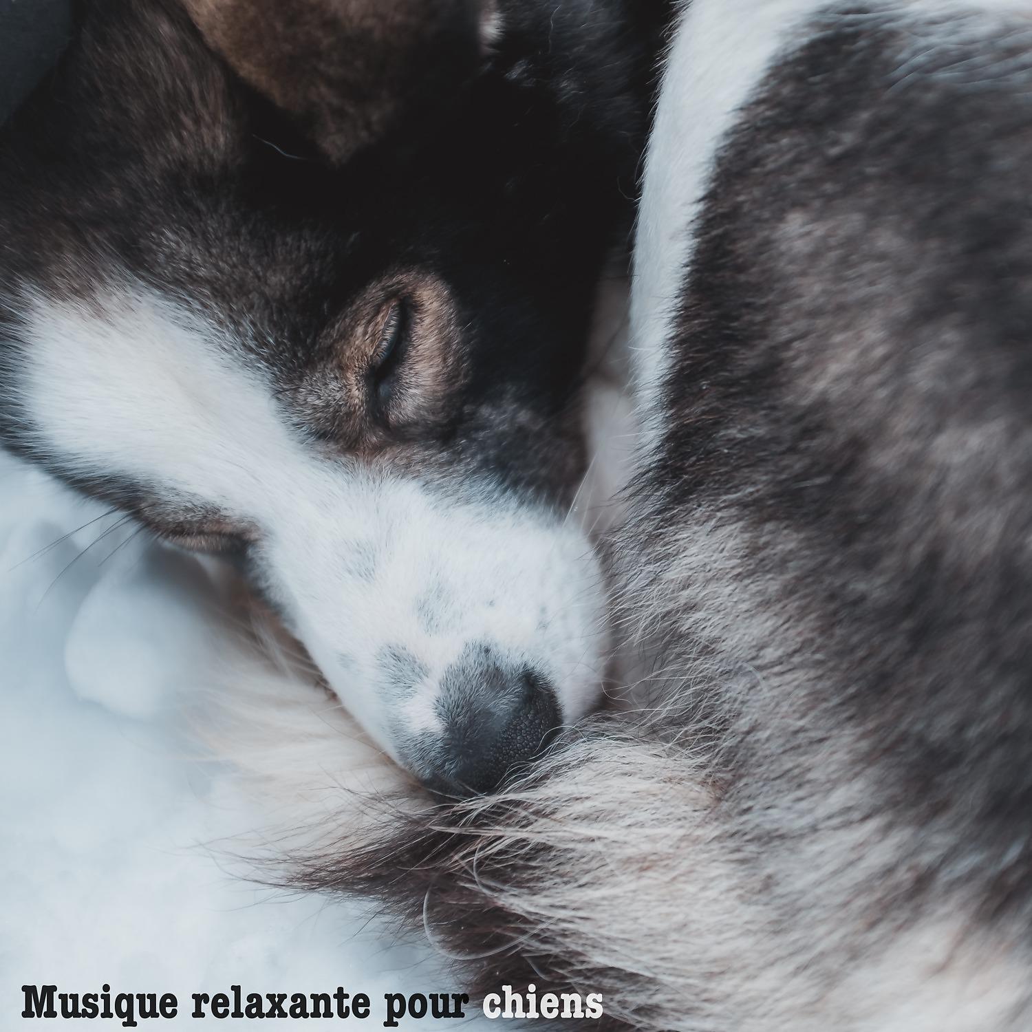 Постер альбома Musique relaxante pour chiens