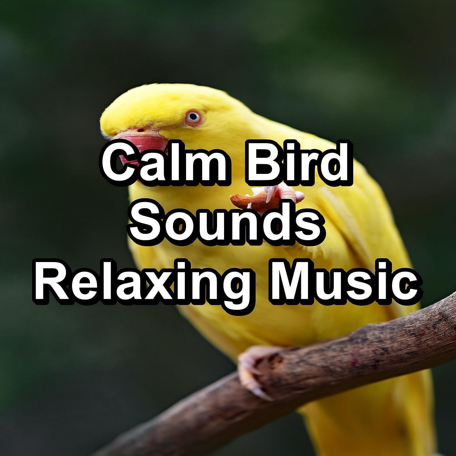 Thunderstorm Sleep - Rest Bird Sounds ASMR Instant Relaxing To Help Your Baby Relax