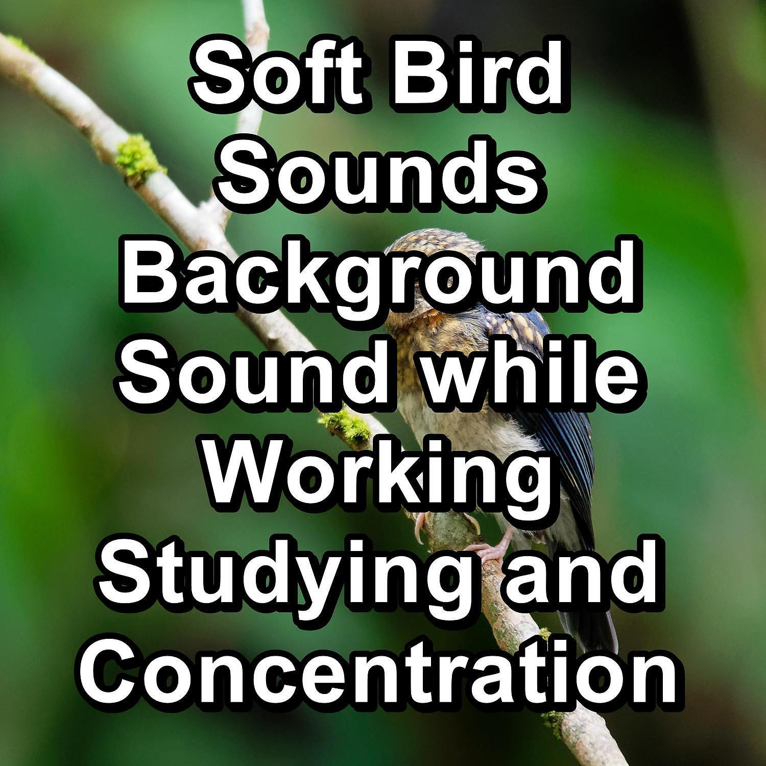 Постер альбома Soft Bird Sounds Background Sound while Working Studying and Concentration